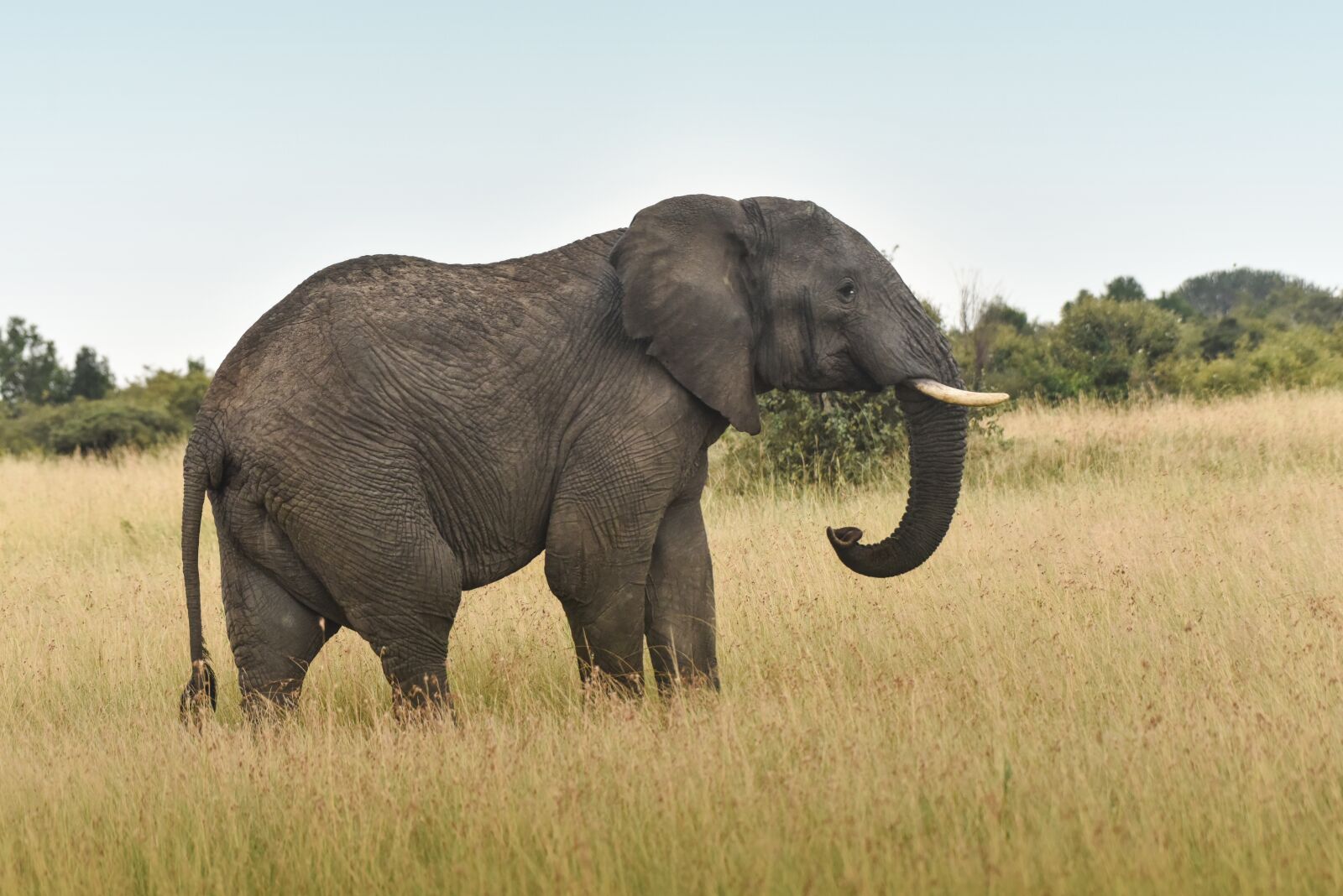 Nikon D810 sample photo. Elephant, wildlife, elephants photography