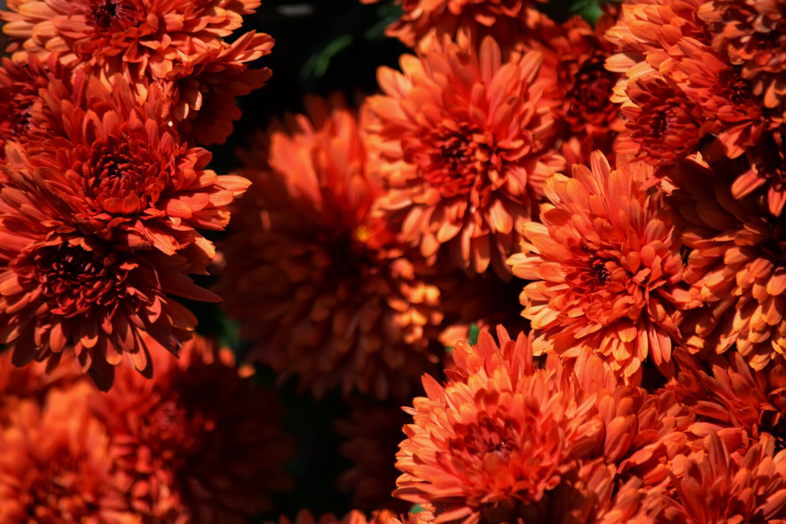 Nikon D5200 sample photo. Chrysanthemum, flowers, garden photography
