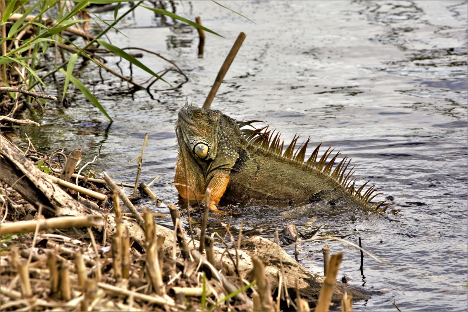 Nikon D7100 sample photo. Iguana, climbing, shore photography
