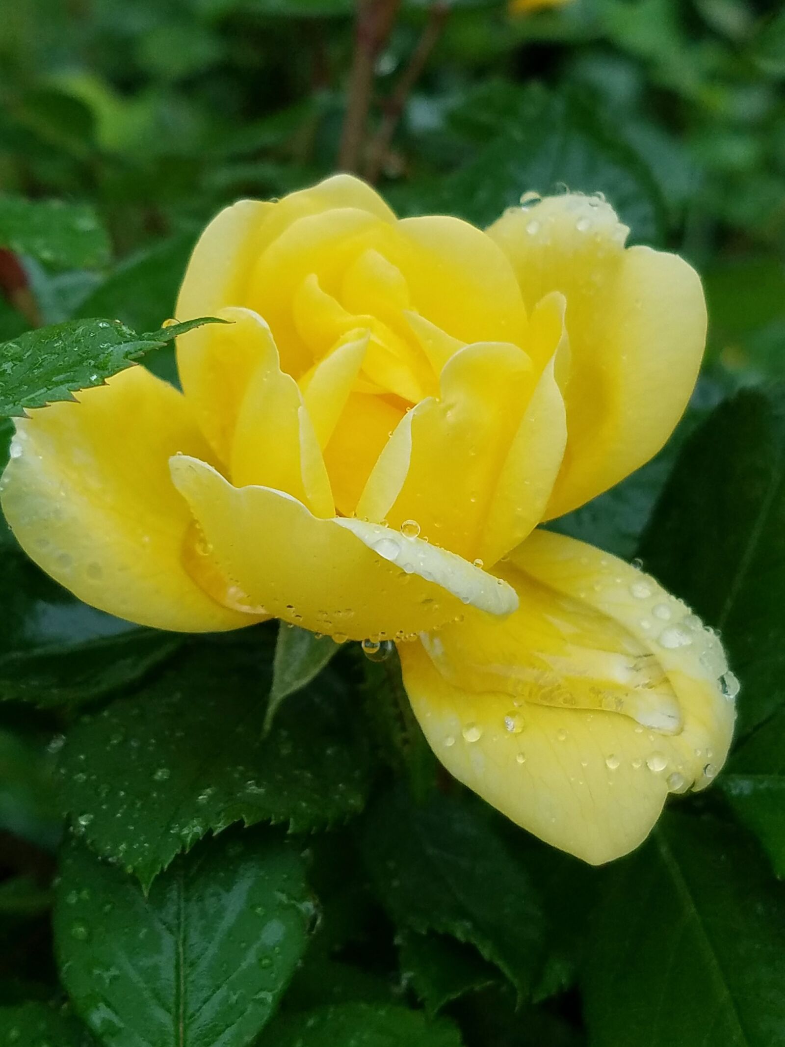 Samsung Galaxy S7 sample photo. Rose, yellow, flowers photography