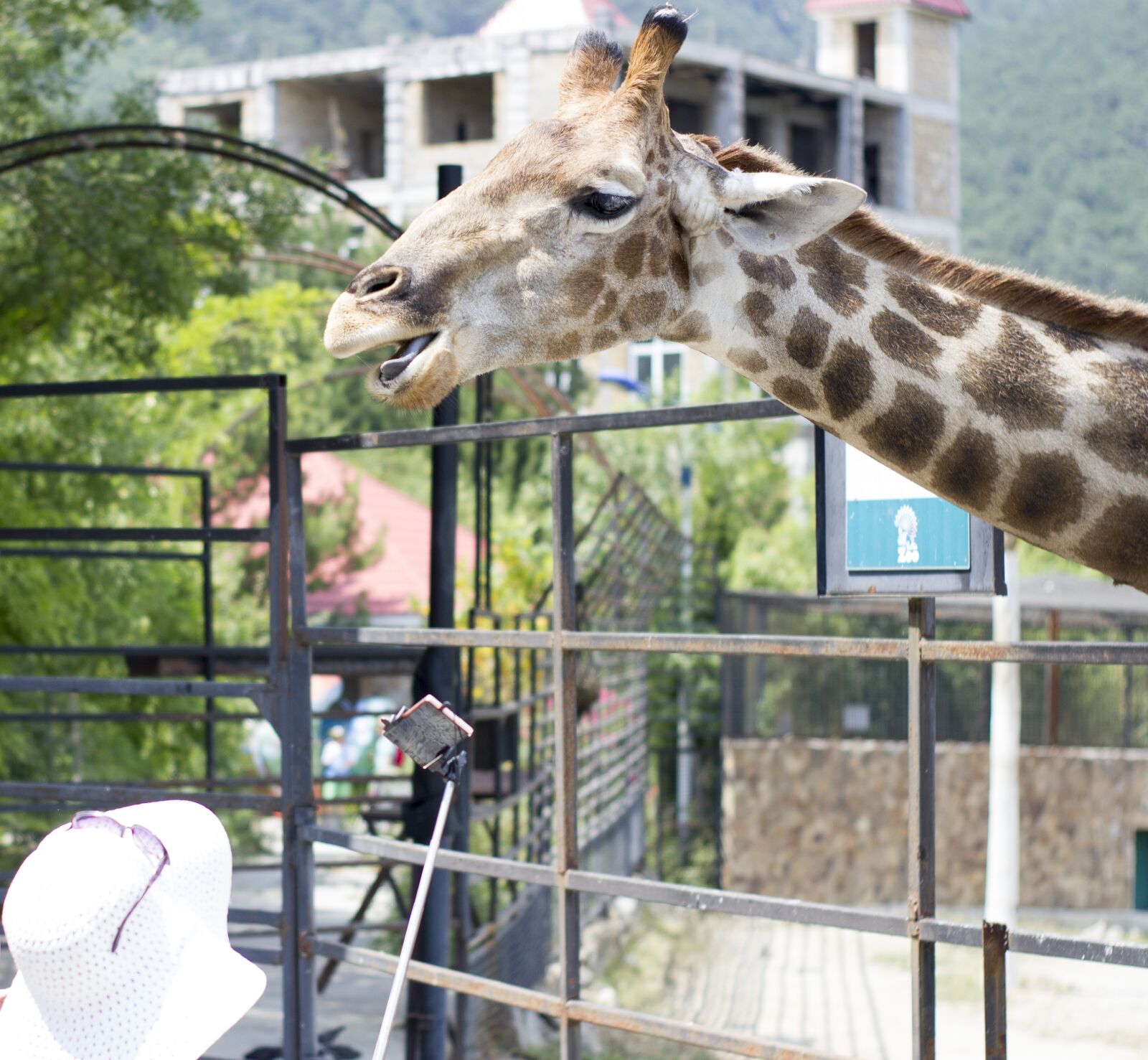 Canon EOS 550D (EOS Rebel T2i / EOS Kiss X4) sample photo. Giraffe, zoo, living nature photography