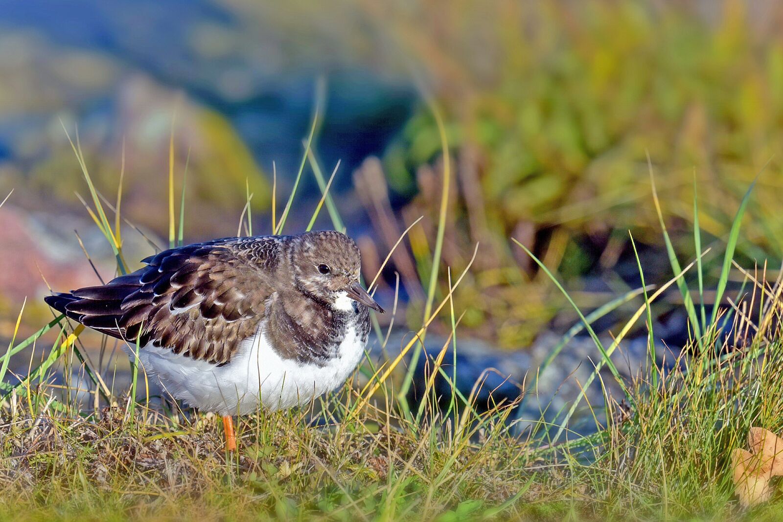 Nikon D750 sample photo. Stone waltz, waders, birds photography