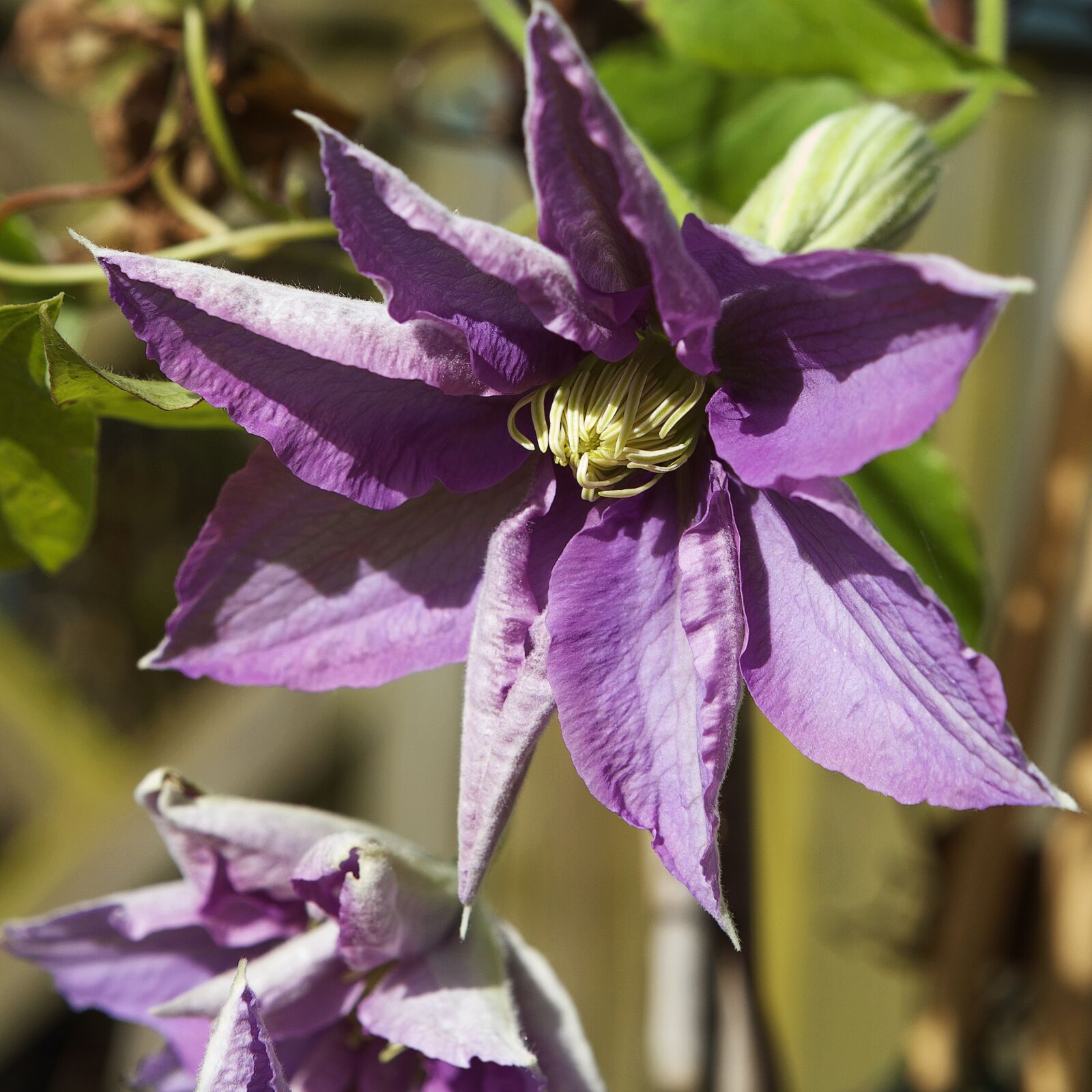 Canon EF 24-70mm F2.8L USM sample photo. Clematis, flower, plant photography