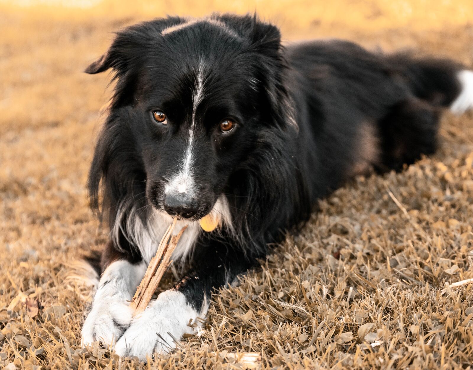 Canon EOS 800D (EOS Rebel T7i / EOS Kiss X9i) sample photo. Dog, bordercollie, animal photography