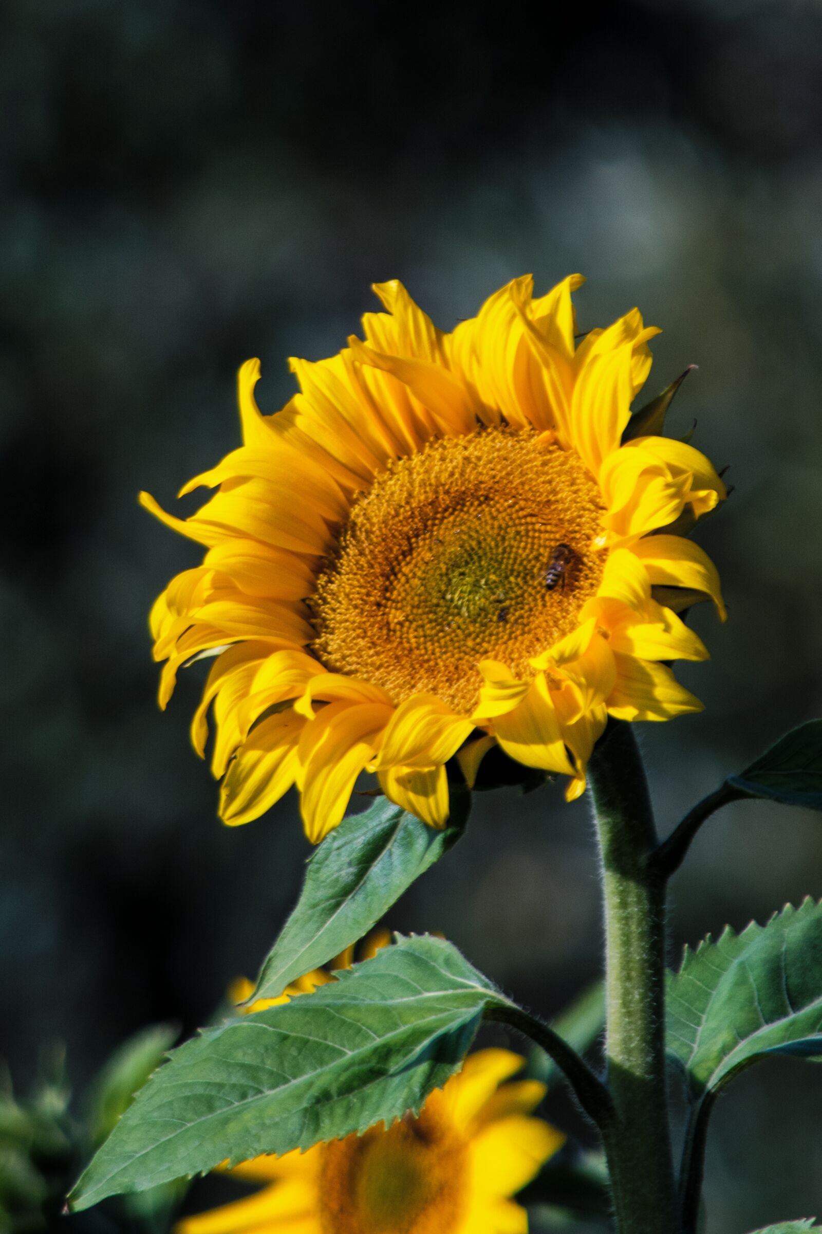 Nikon D5200 sample photo. Sunflower, nature, yellow photography