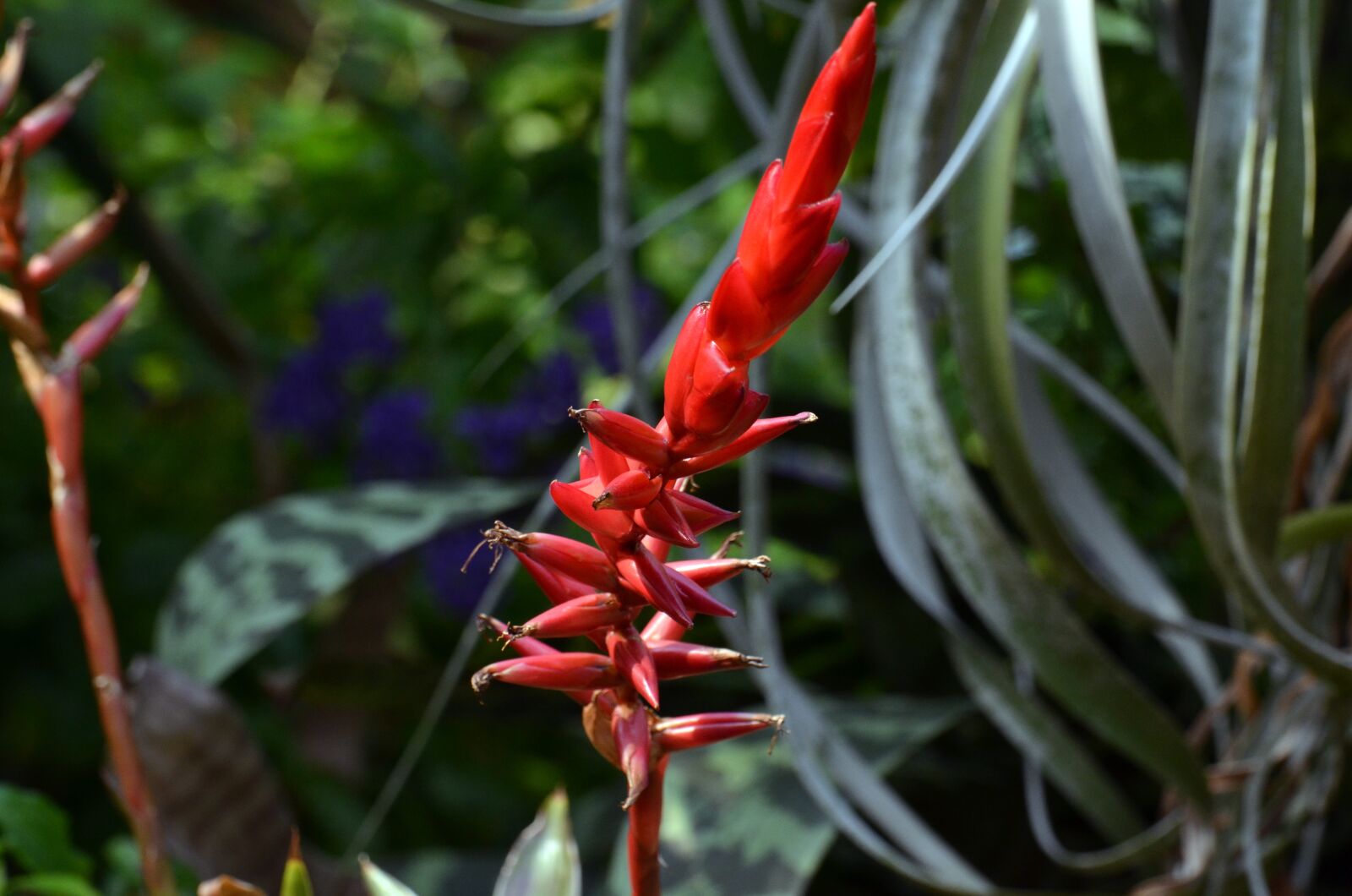 Nikon D7000 sample photo. Flower, plants, color photography