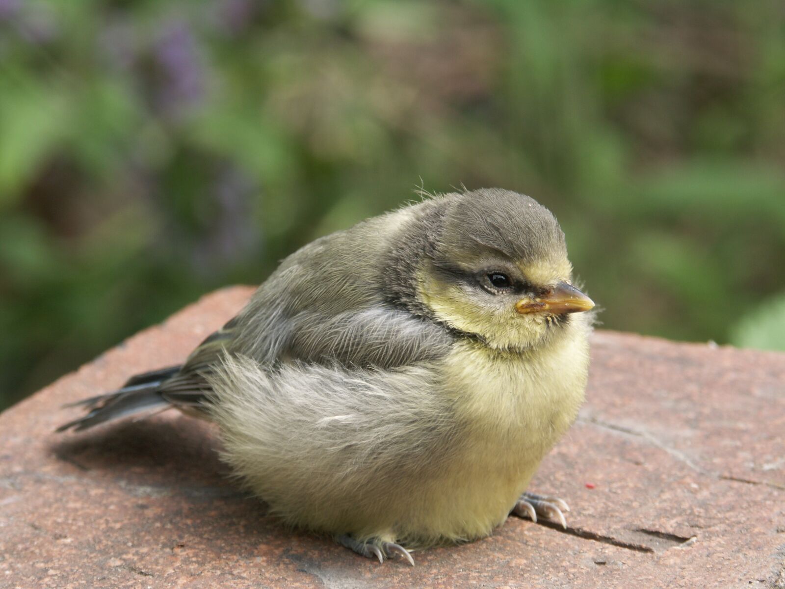 KONICA MINOLTA DiMAGE A2 sample photo. Bird, blue tit, young photography