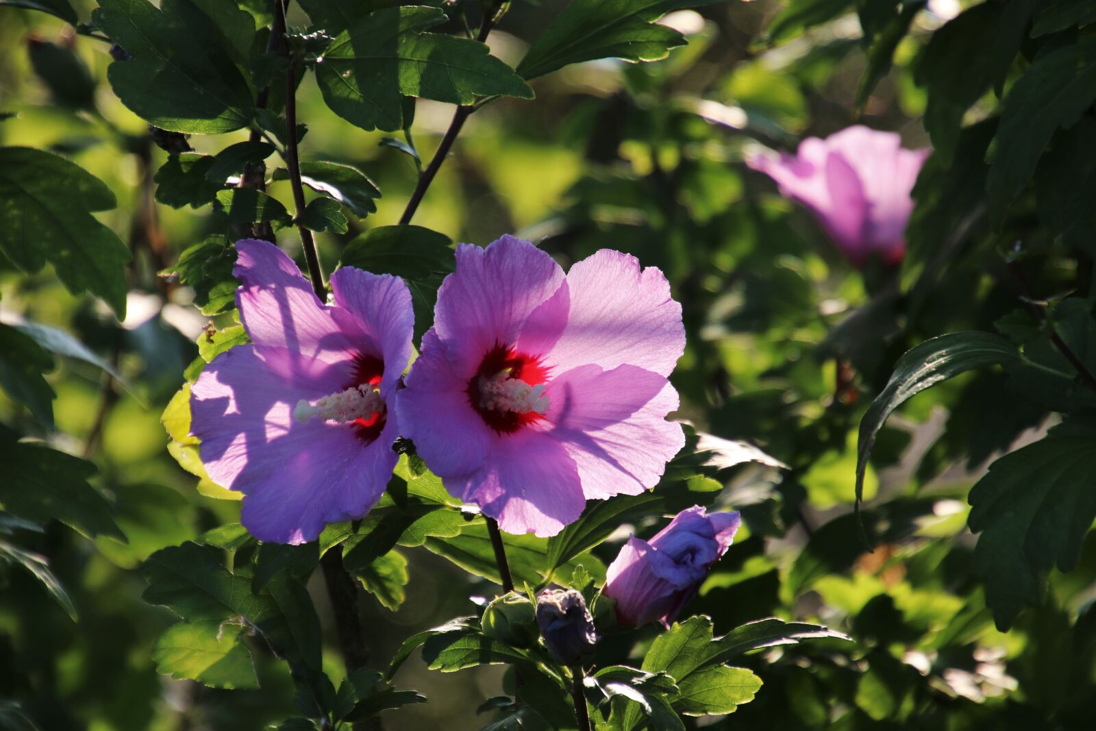 Canon EOS 80D sample photo. Flowers, pink, plant photography
