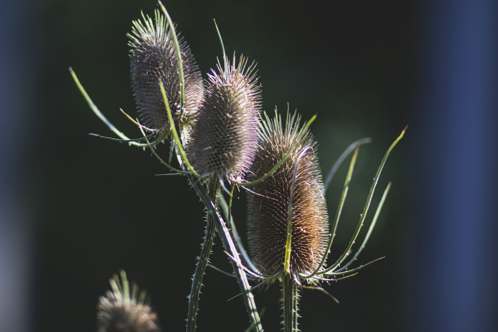 Canon EOS 80D + Canon EF 85mm F1.8 USM sample photo. Flowers, nature, thorns photography