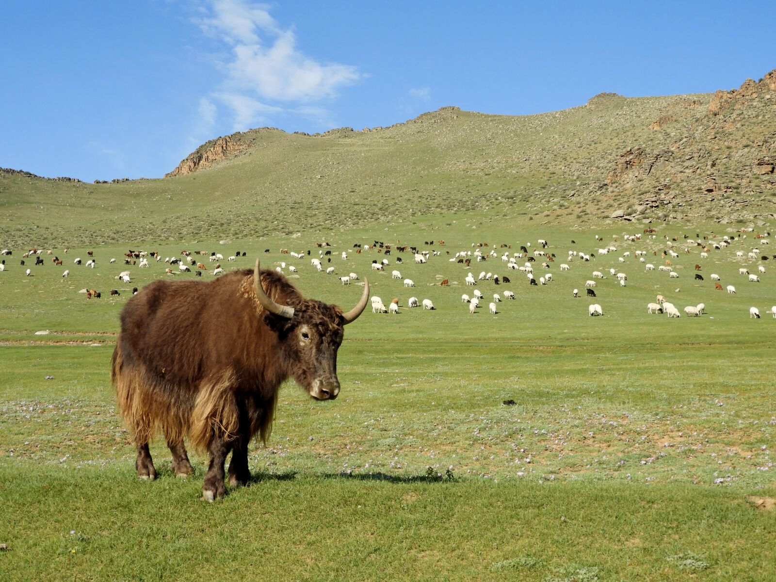 Nikon Coolpix B700 sample photo. Mongolia, yak, summer photography