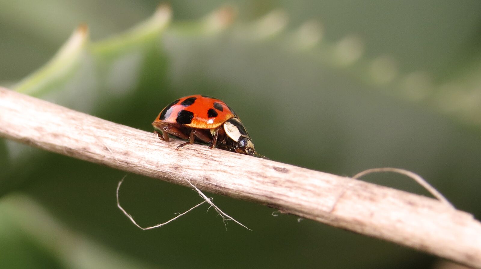 Canon PowerShot SX50 HS sample photo. Insect, nature, beetle photography