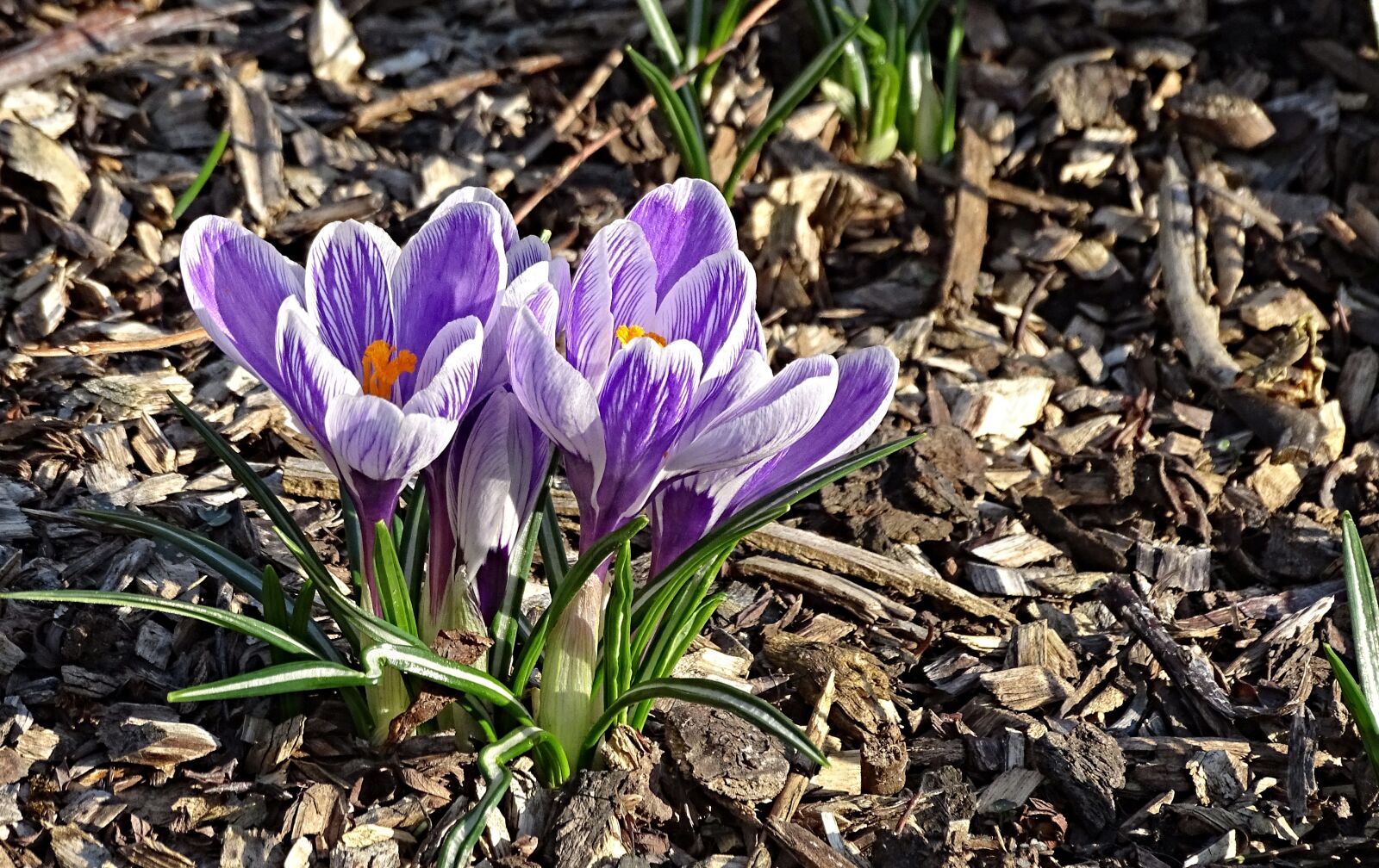 Sony Cyber-shot DSC-HX400V sample photo. Crocus, spring, lenz photography