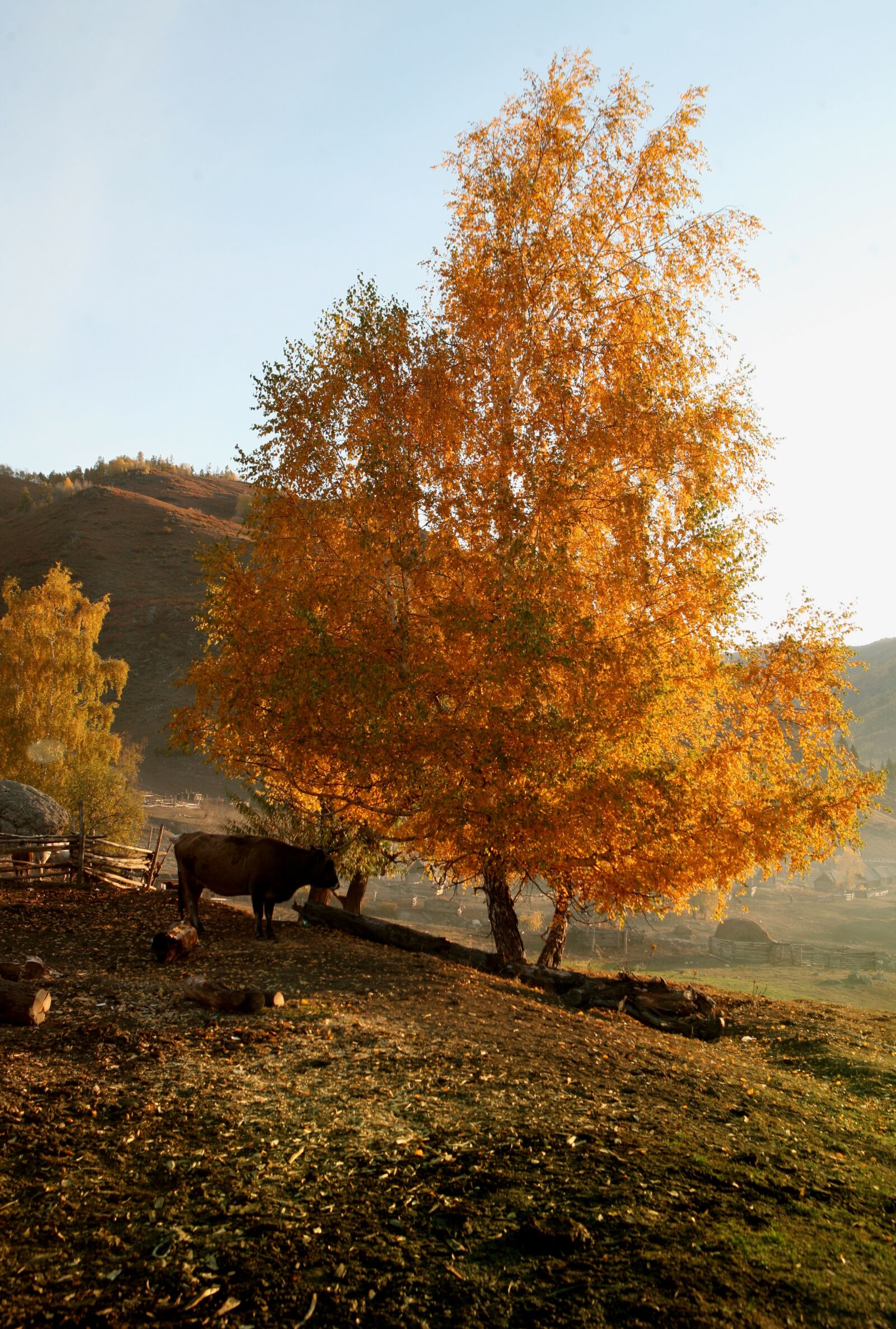 Canon EOS 5D sample photo. The morning sun, the photography