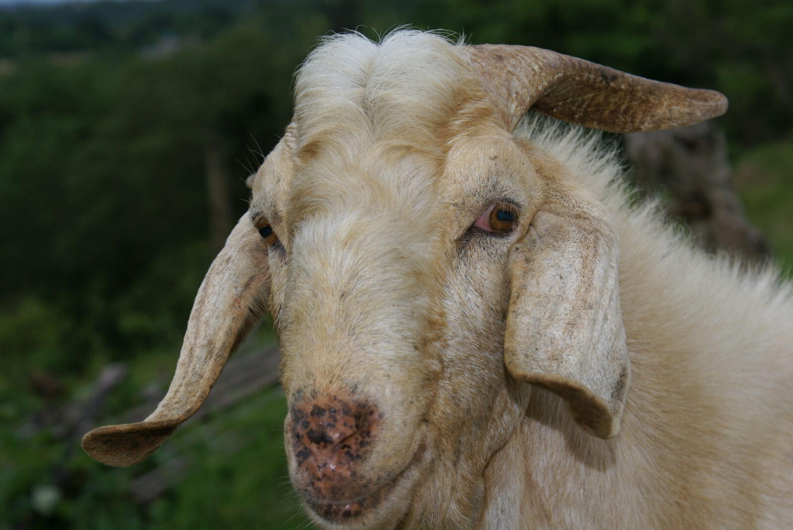 Sony Alpha DSLR-A100 sample photo. Domestic, goat photography