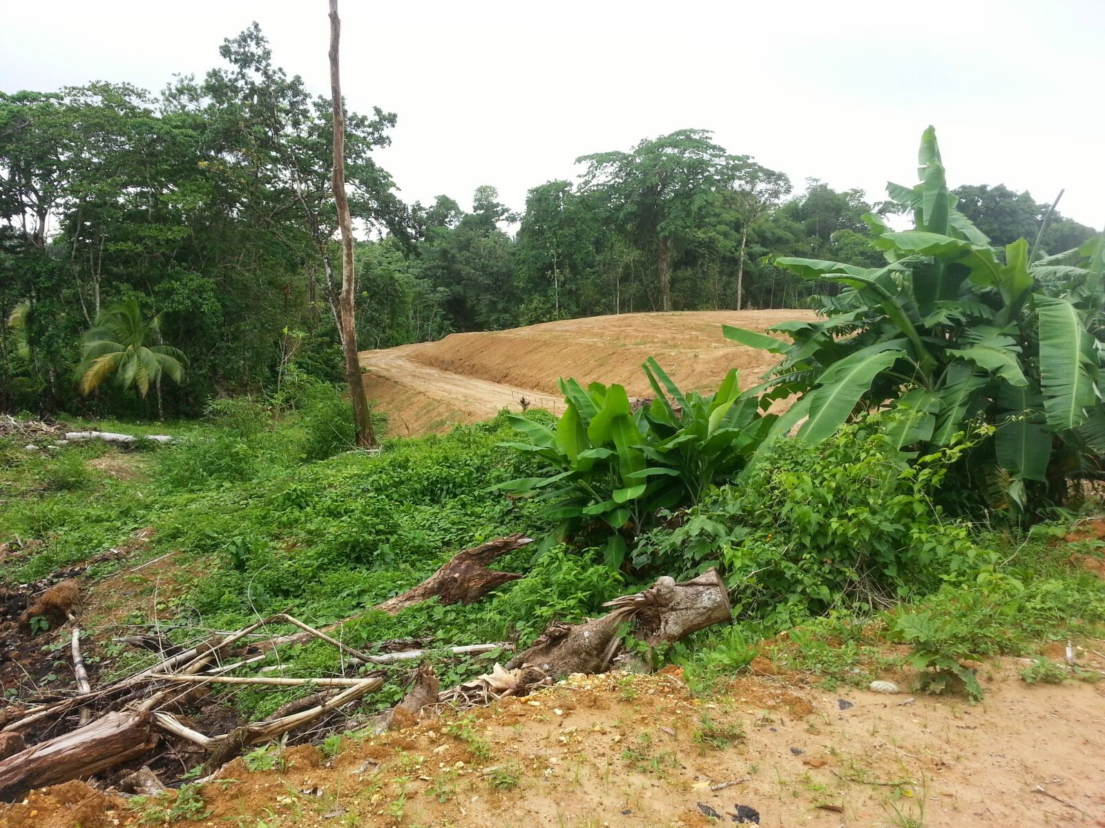 Samsung Galaxy S3 sample photo. Freehold land, trinidad, mandillon photography