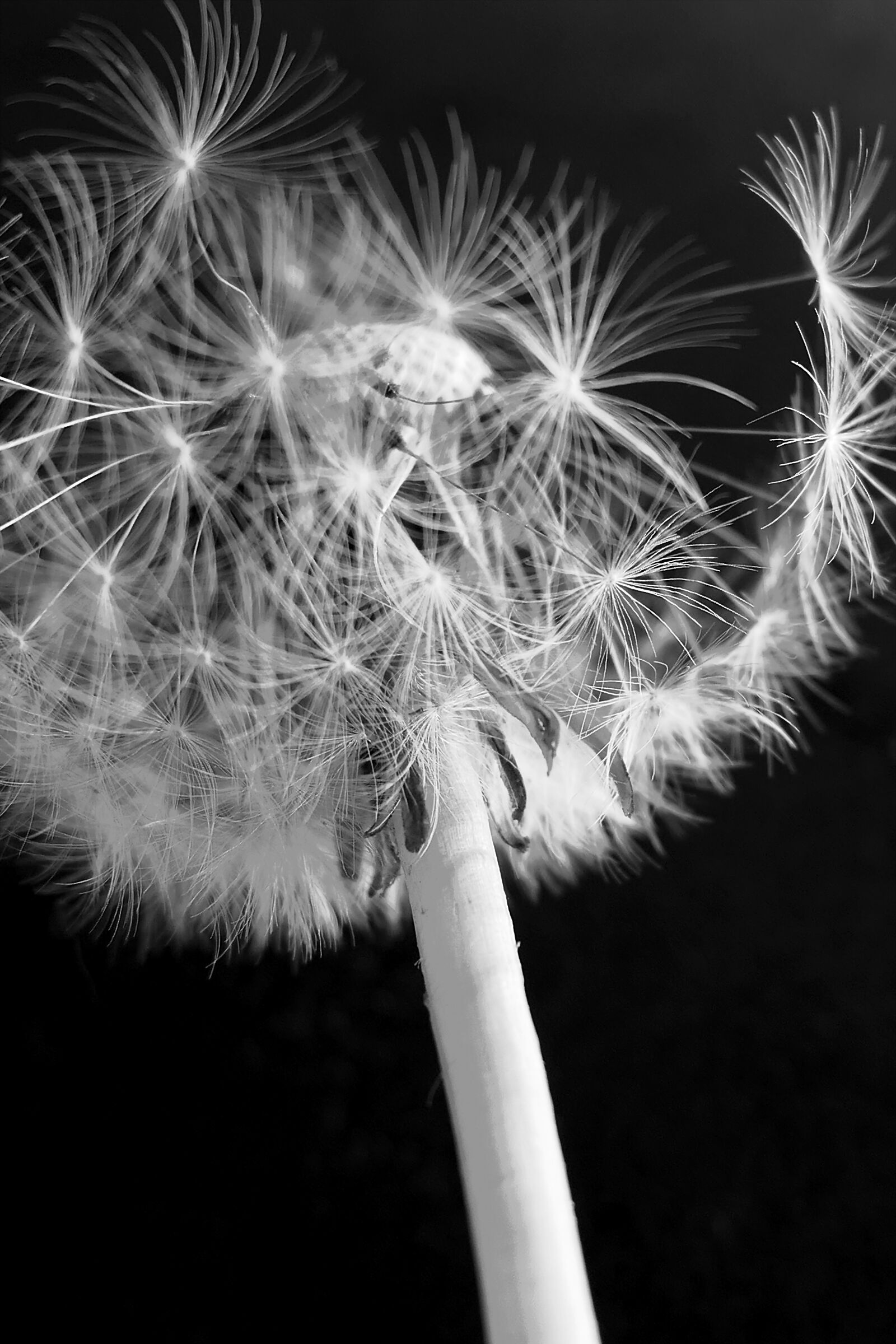 Panasonic Lumix DMC-LX10 (Lumix DMC-LX15) sample photo. Dandelion, dandelion flower, umbrella photography