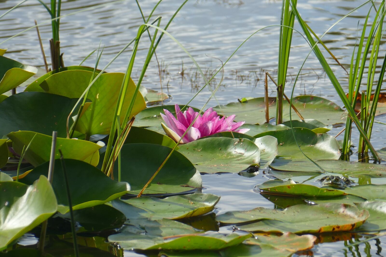 Panasonic Lumix DMC-FZ1000 sample photo. Lake rose, water lily photography