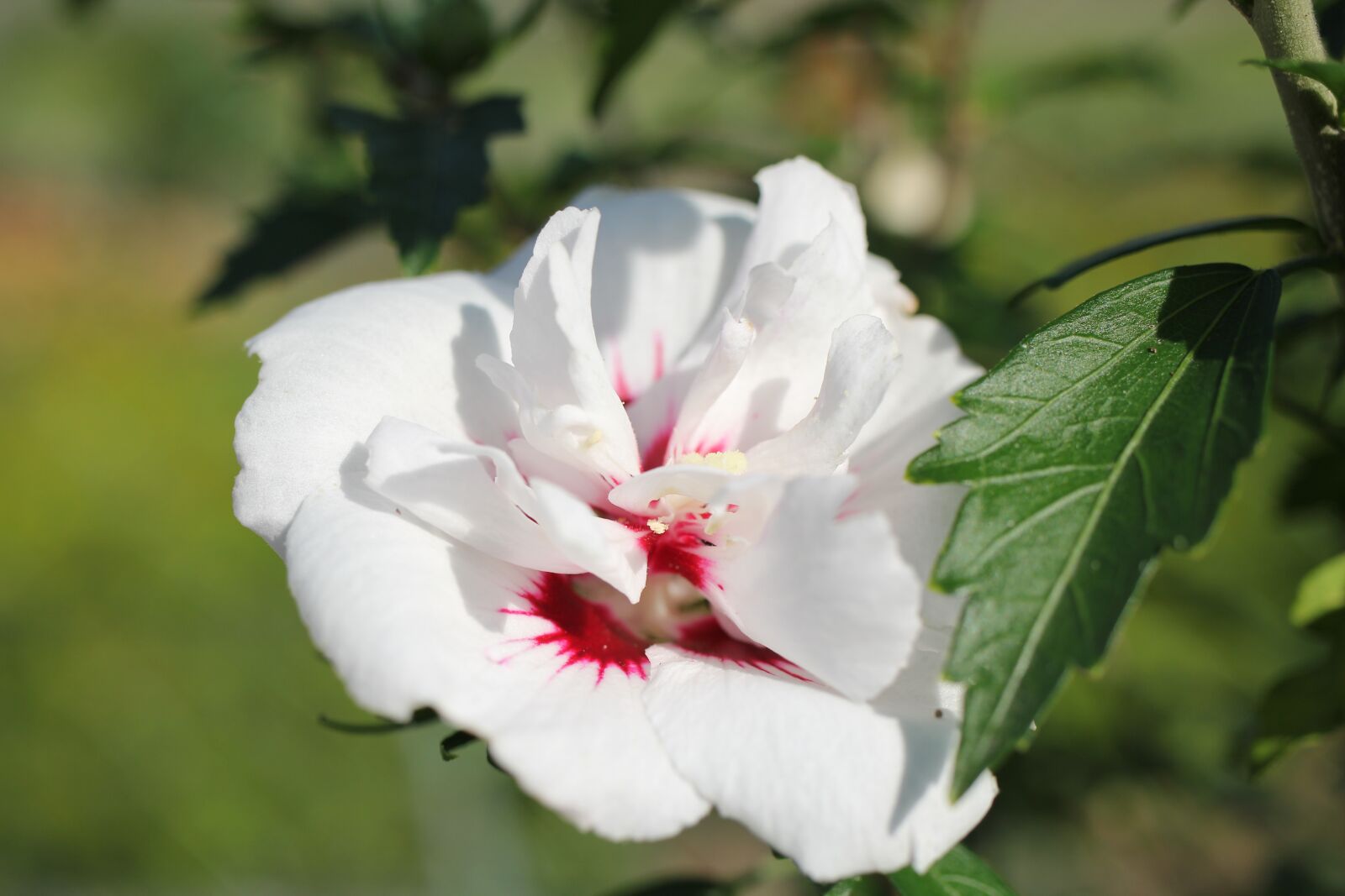 Canon EOS 550D (EOS Rebel T2i / EOS Kiss X4) sample photo. Flower, petals, leaves photography