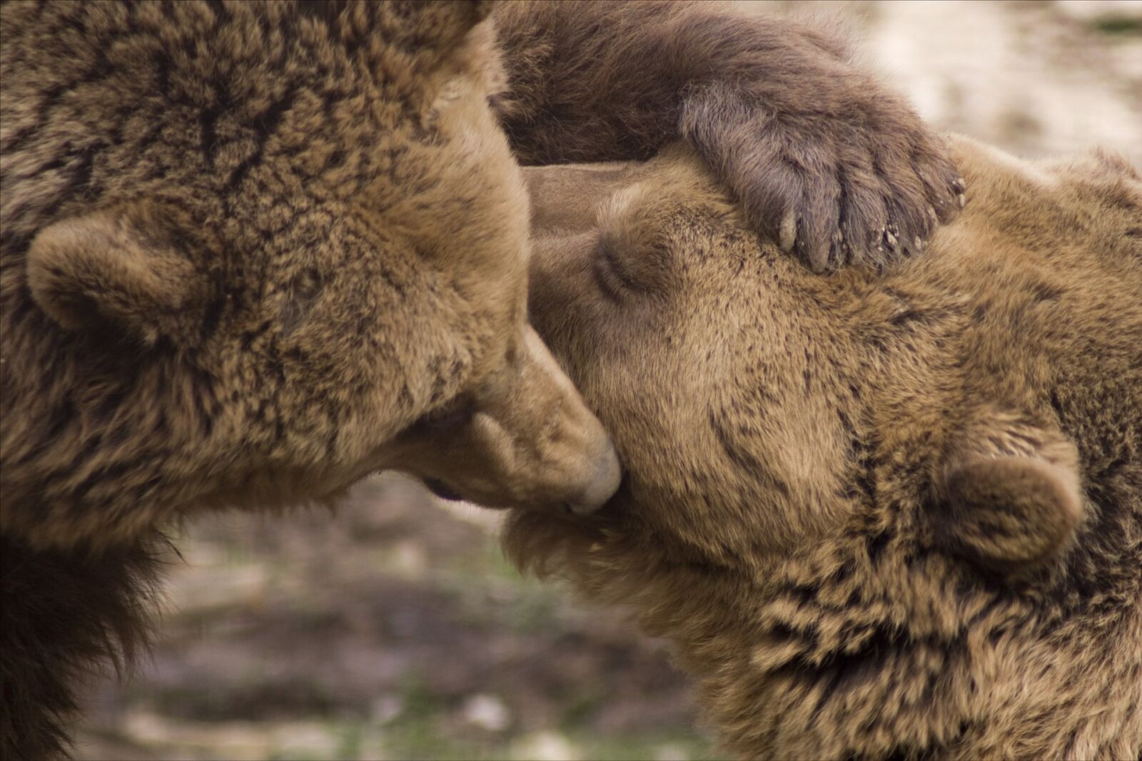 Pentax K-3 sample photo. Kisses, friendship, bear photography