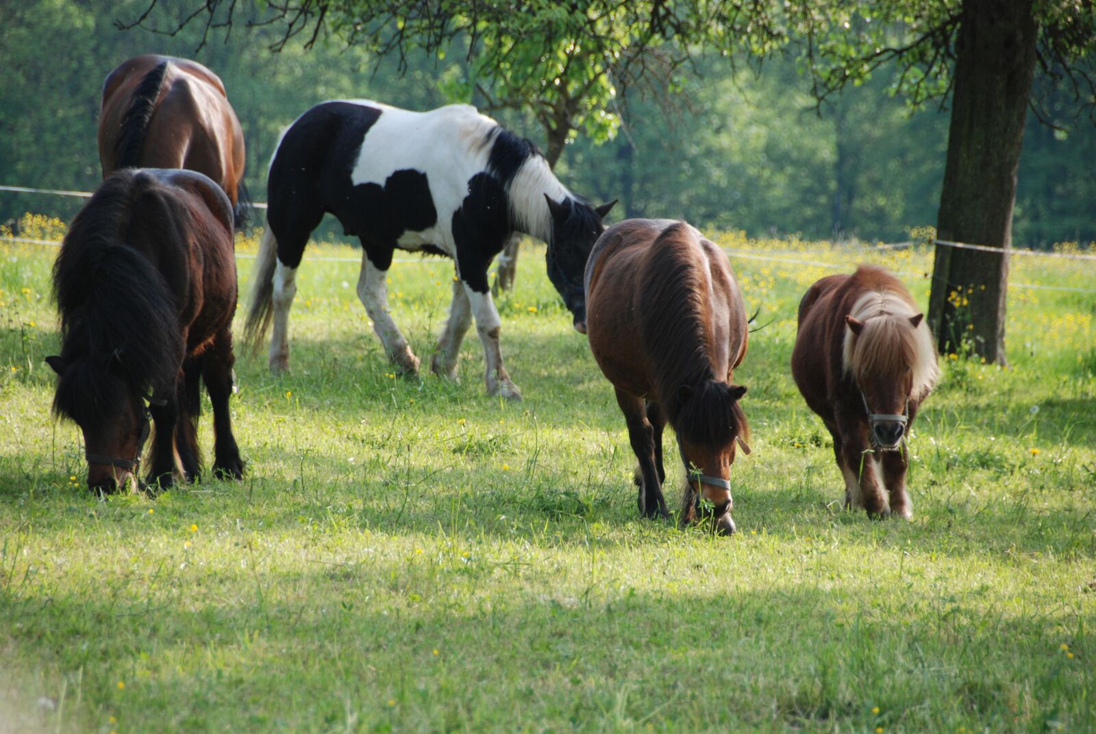 Nikon D80 sample photo. Horses, animals, nature photography