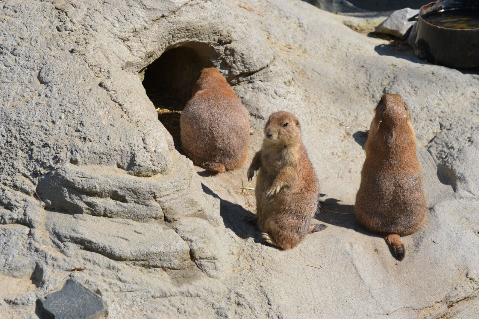 Nikon D3100 sample photo. Zoo, meerkat, tiergarten photography
