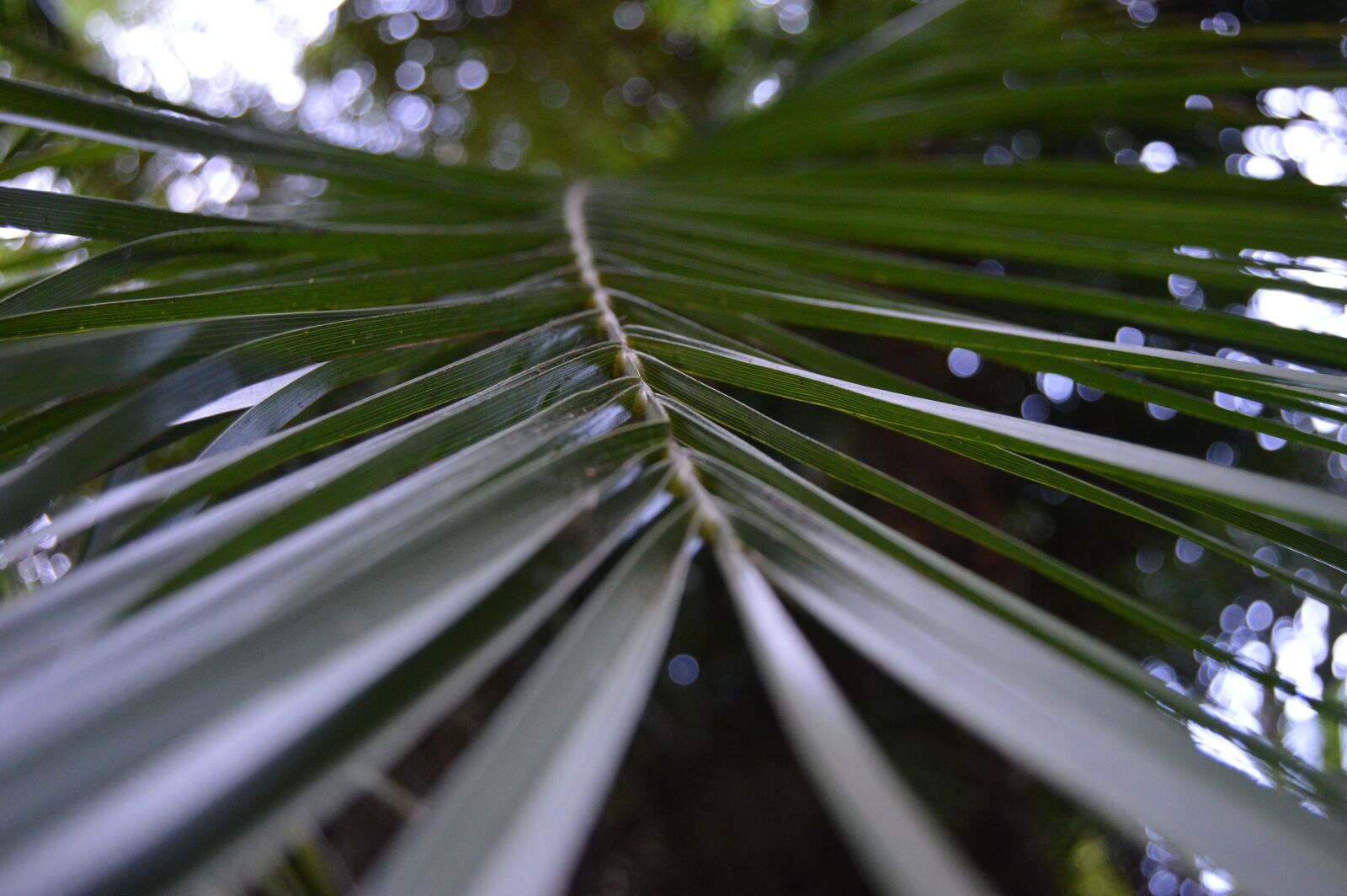 Nikon D3200 sample photo. Nature, leaf, outdoors photography
