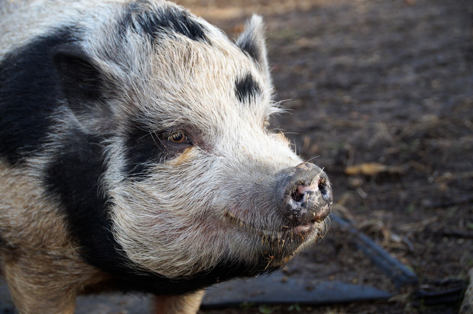Sony SLT-A58 sample photo. Pig, home, spotted photography