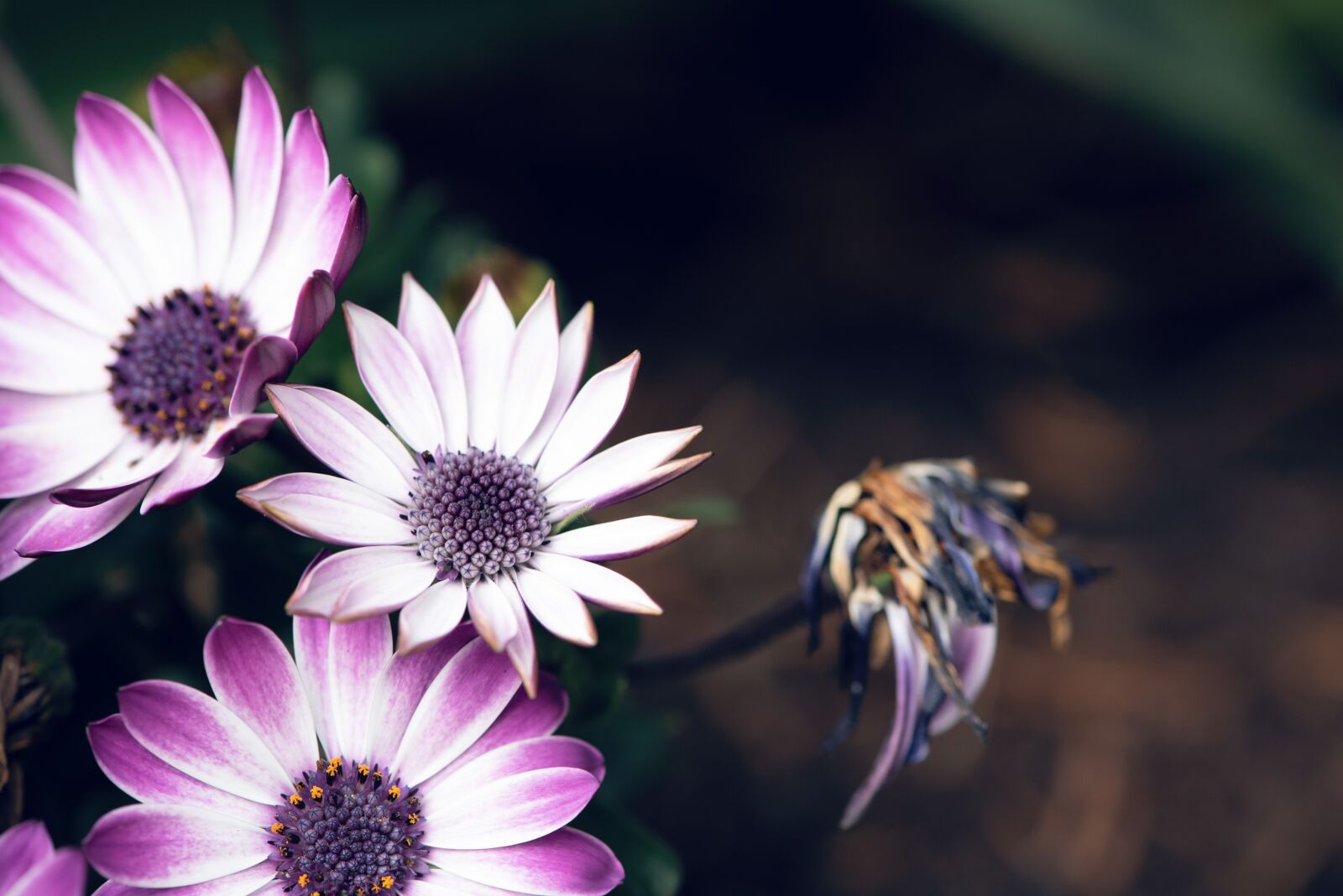 Nikon D750 sample photo. Cape daisies, flowers, spring photography
