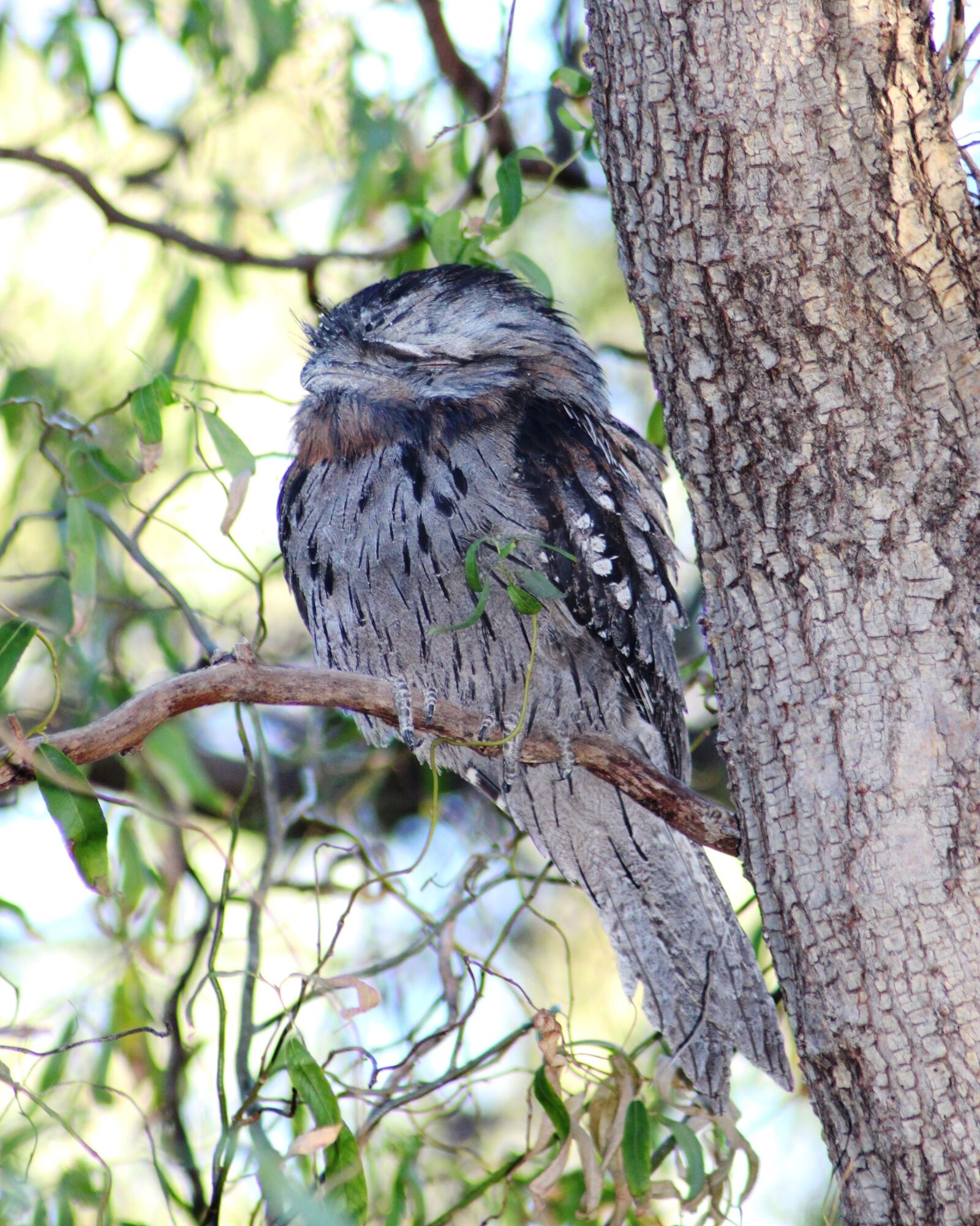 Canon EOS 700D (EOS Rebel T5i / EOS Kiss X7i) sample photo. Tawny frogmouth, sleeping, peaceful photography