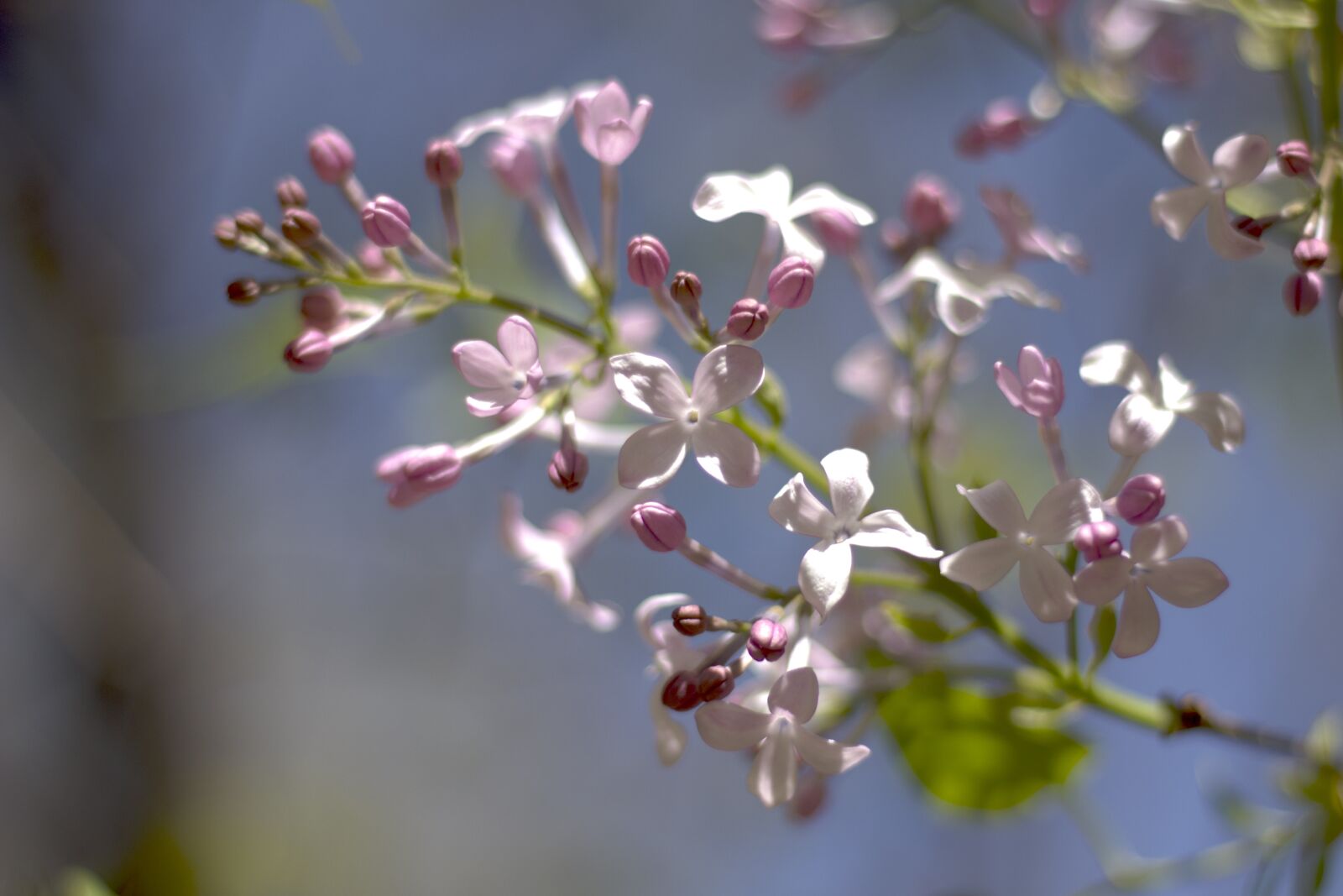 Canon EOS 600D (Rebel EOS T3i / EOS Kiss X5) + Canon EF 50mm F1.8 STM sample photo. Clove, lilac, flower photography