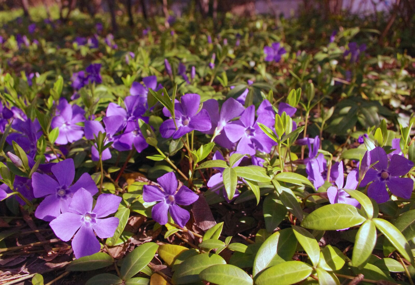 Pentax K-r sample photo. Periwinkle, flowers, purple photography