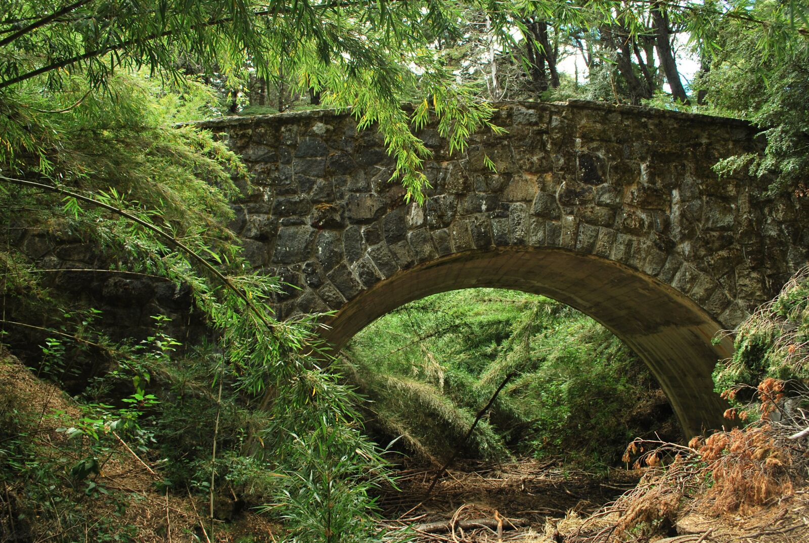Nikon D60 sample photo. Bridge, roman, forest photography