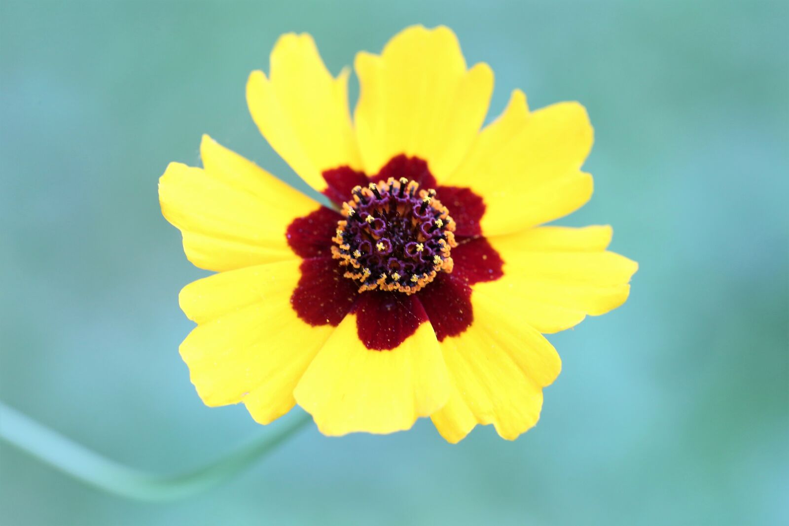 Canon EOS 6D + Canon EF 100mm F2.8 Macro USM sample photo. Golden tickseed, coreopsis tinctoria photography