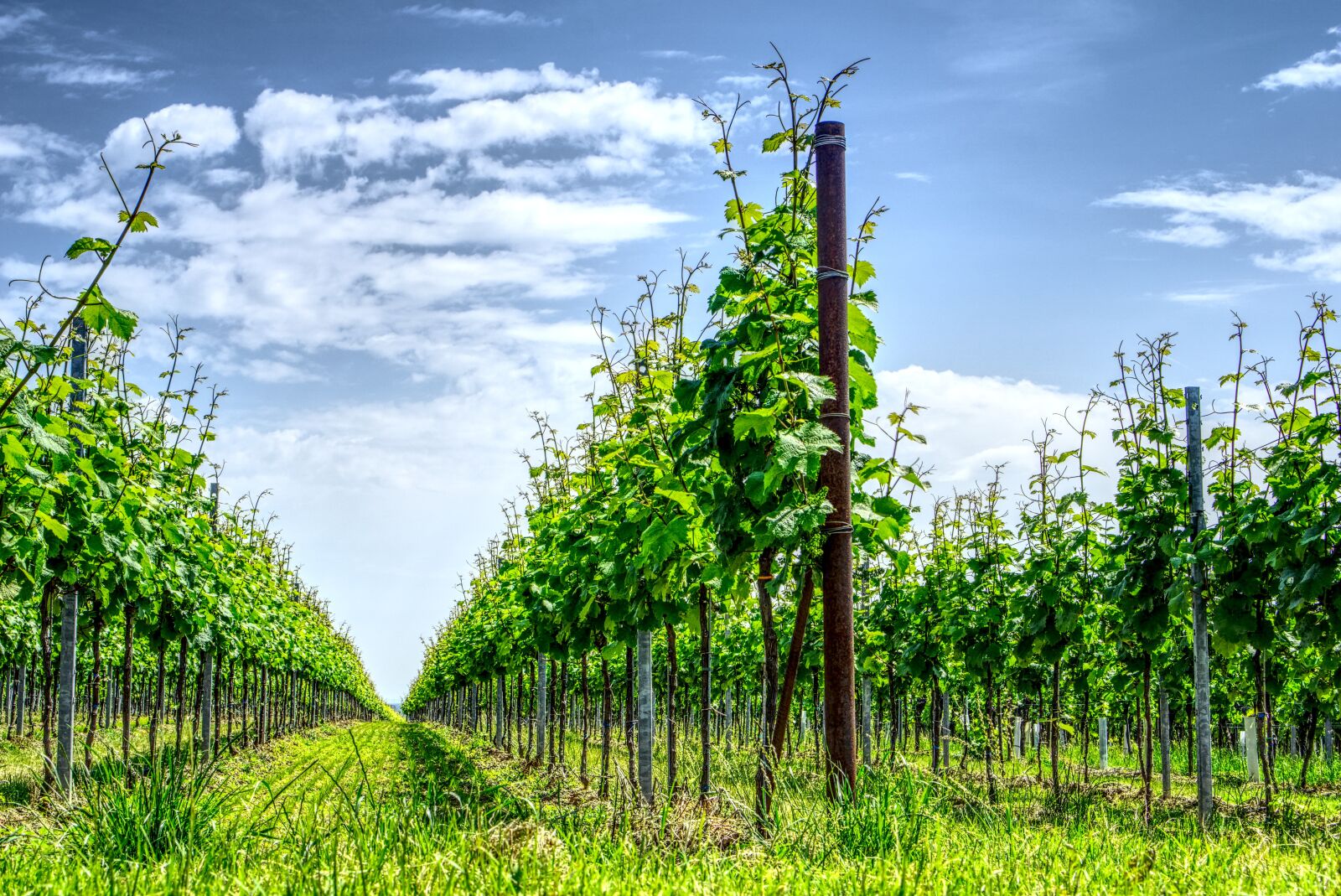 Sony a6000 + Sony E 35mm F1.8 OSS sample photo. Vineyard, grapevine, vine photography