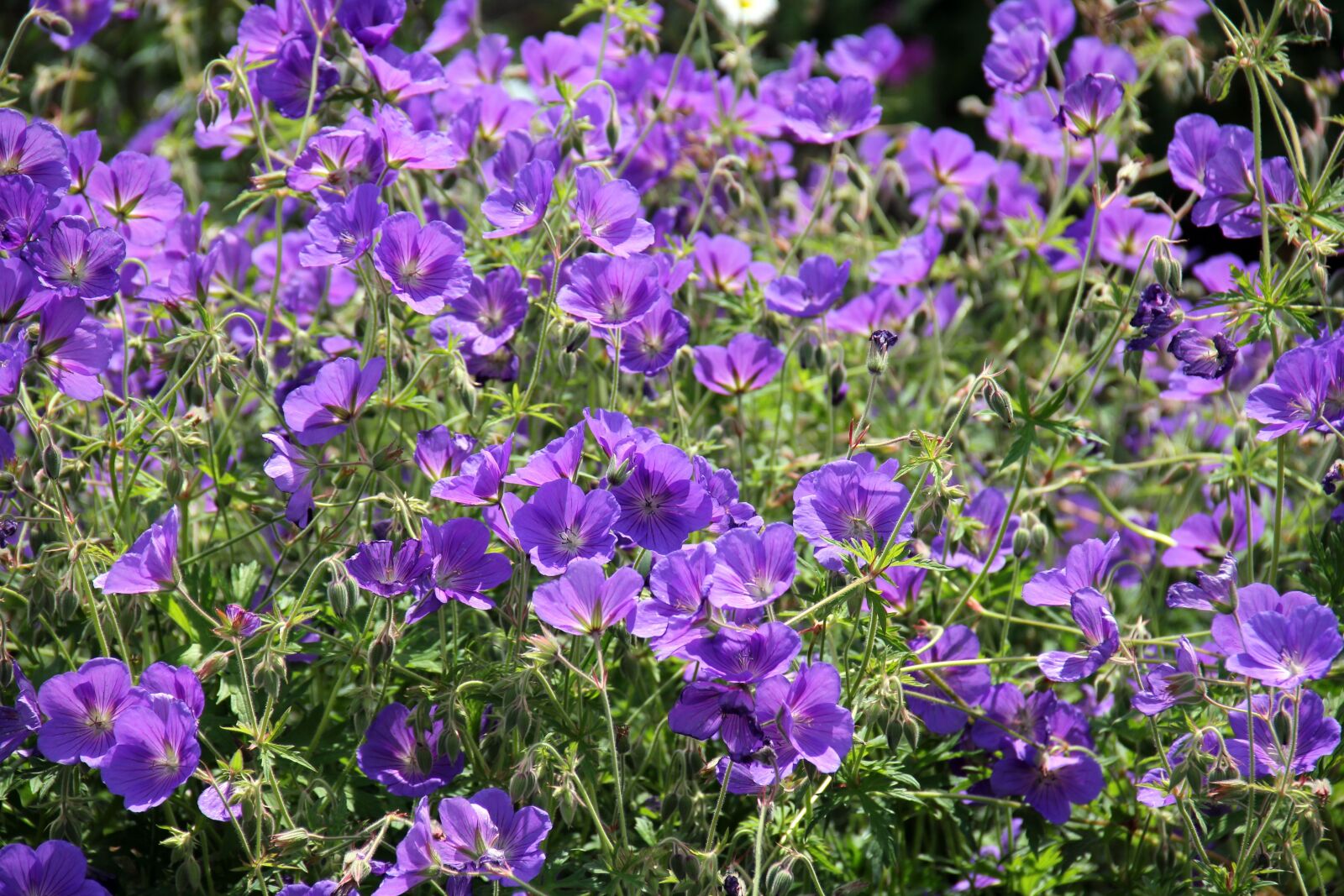 Canon EOS 550D (EOS Rebel T2i / EOS Kiss X4) sample photo. Cranesbill, purple, violet photography