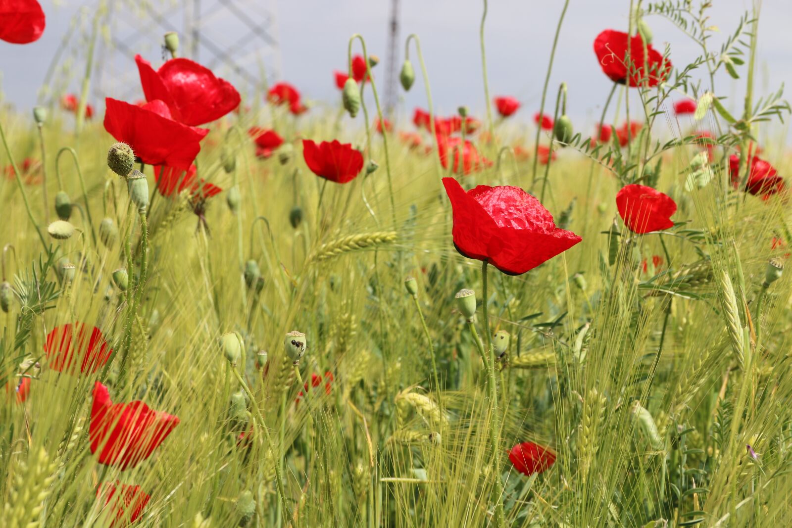 Canon EF-S 18-135mm F3.5-5.6 IS sample photo. Papaver rhoeas, flower, plant photography