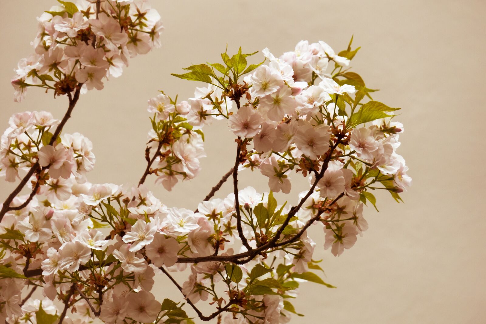 Canon PowerShot G3 X sample photo. Cherry blossom, cherry, flowers photography