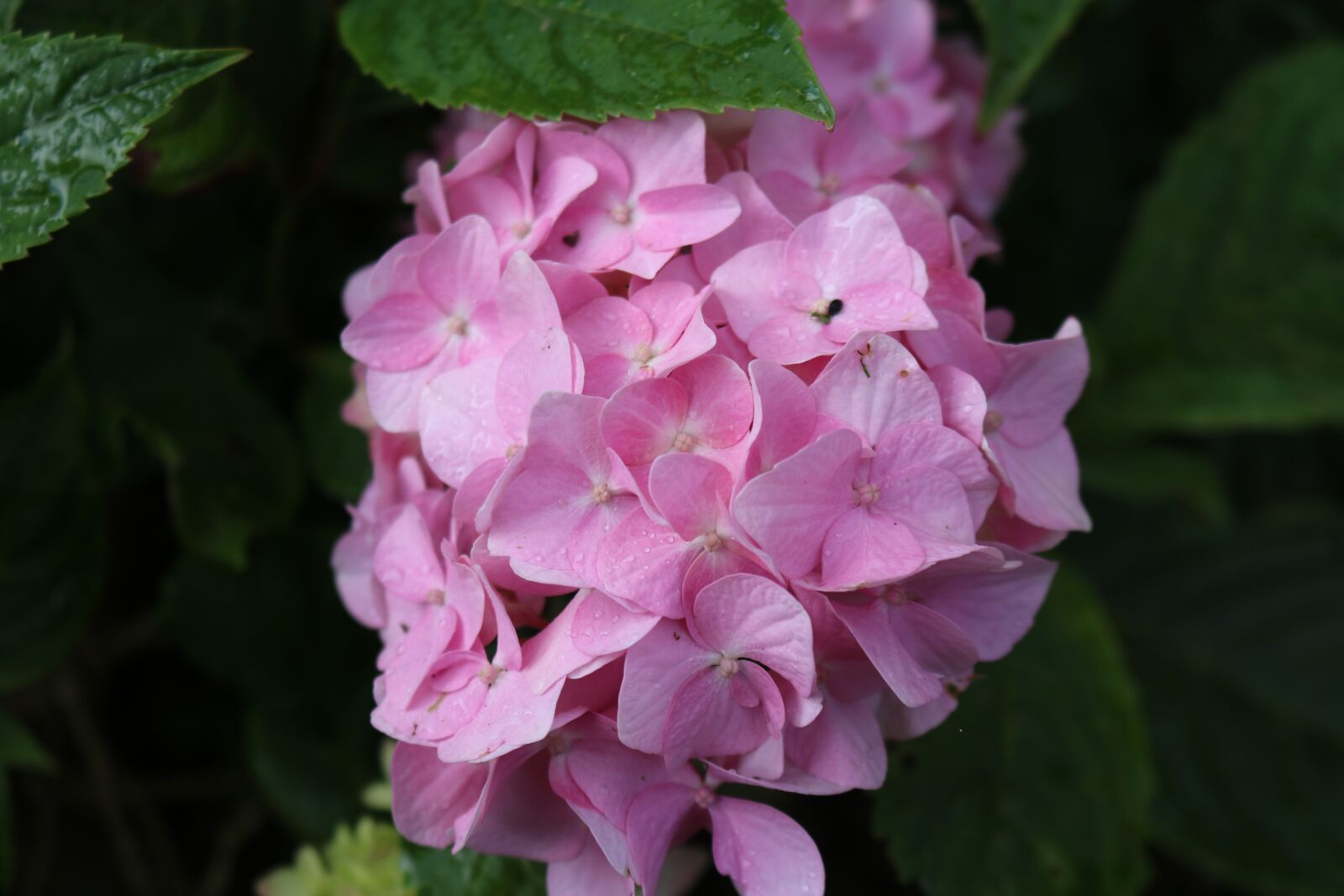 Canon EOS 750D (EOS Rebel T6i / EOS Kiss X8i) sample photo. Flower, nature, flora photography
