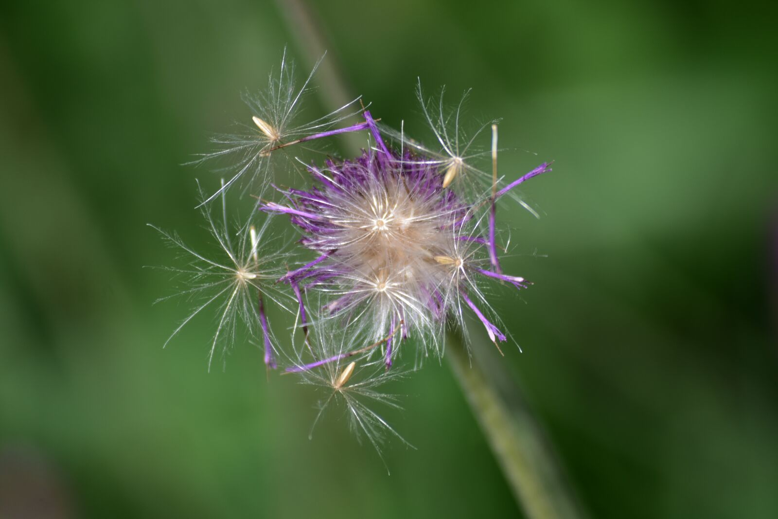 Nikon D7200 sample photo. Flower, bloom, purple photography