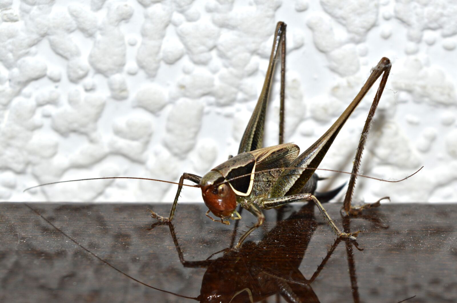 Nikon D3200 sample photo. Nature, bug, animal kingdom photography
