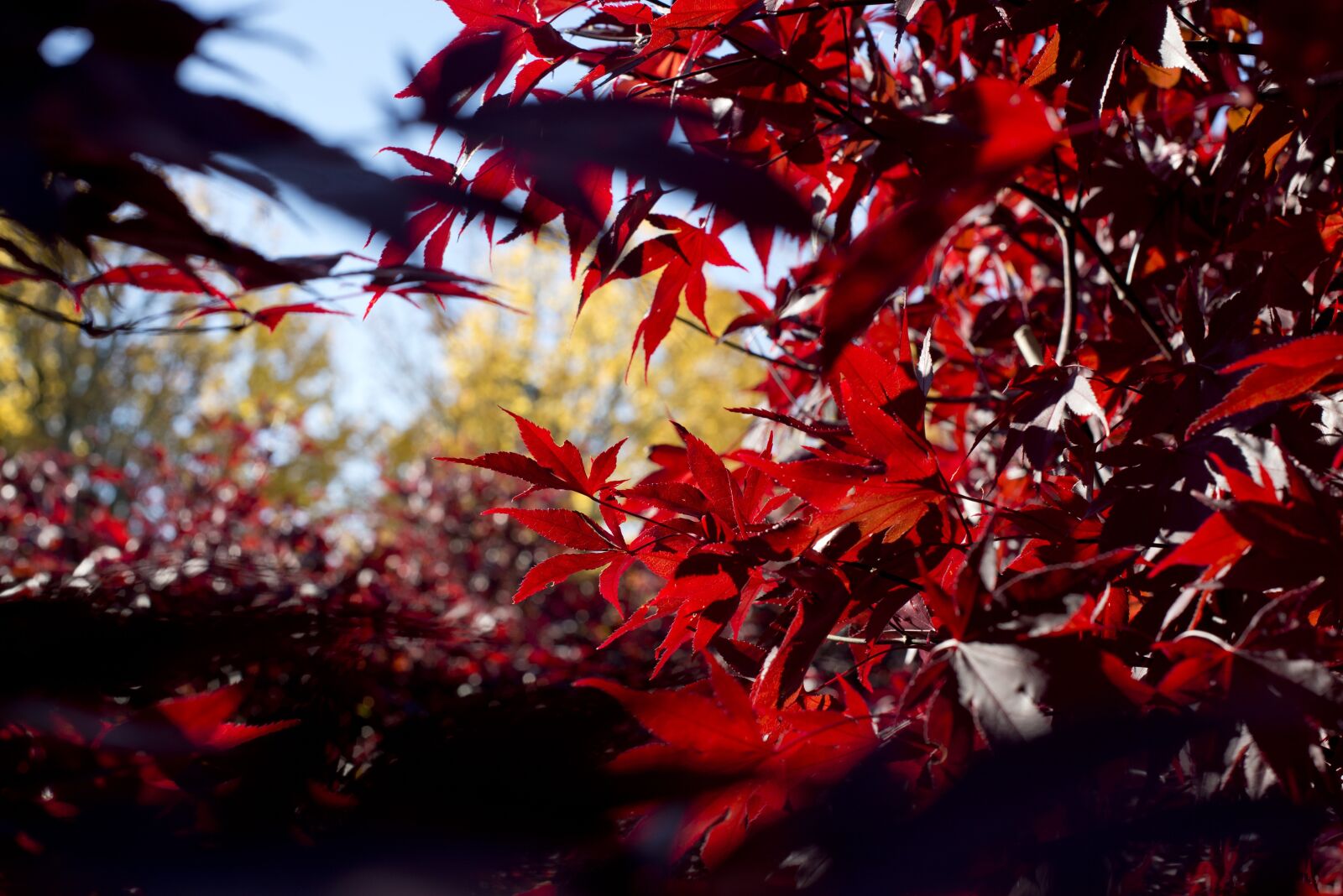 Nikon D600 sample photo. Autumn, leaves, red photography