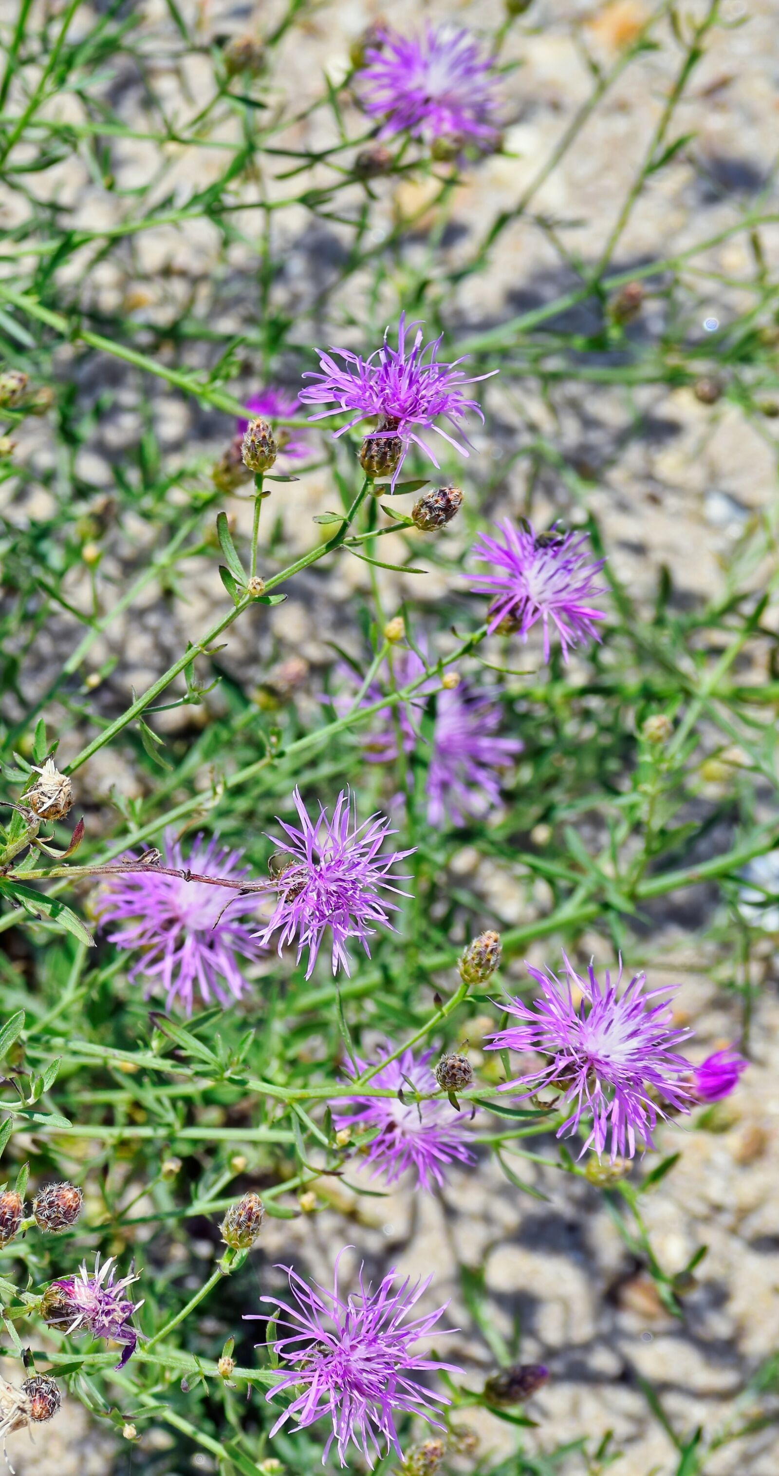 Nikon D3300 sample photo. Wildflowers, beach, sand photography