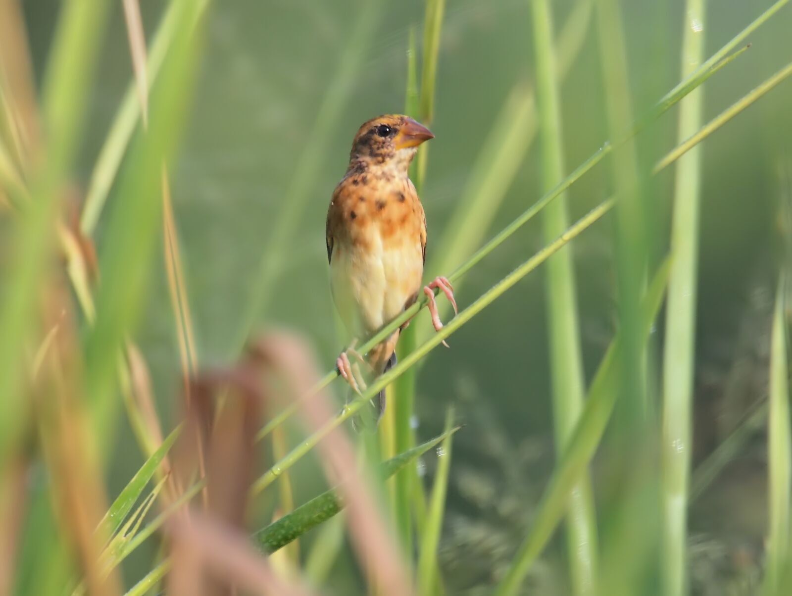 Olympus OM-D E-M1 sample photo. Baya weaver, wild, bird photography