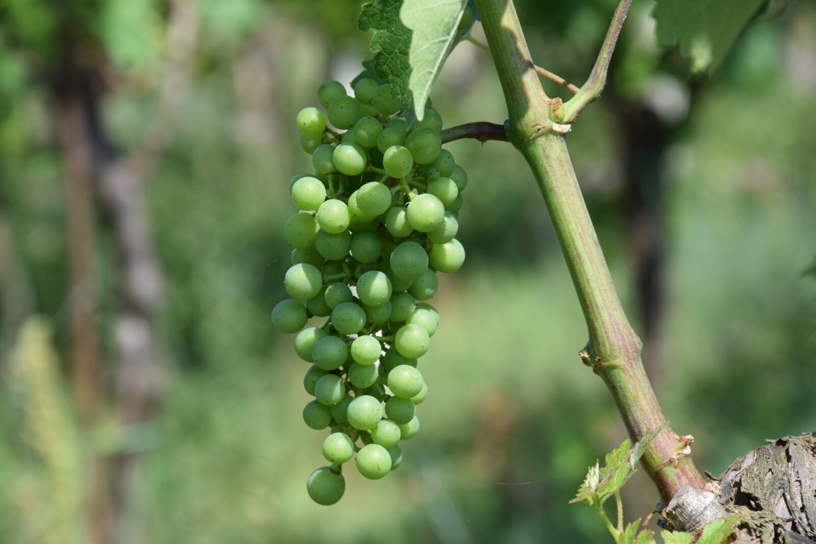 Nikon D5300 sample photo. Grapes, screw, vineyard photography
