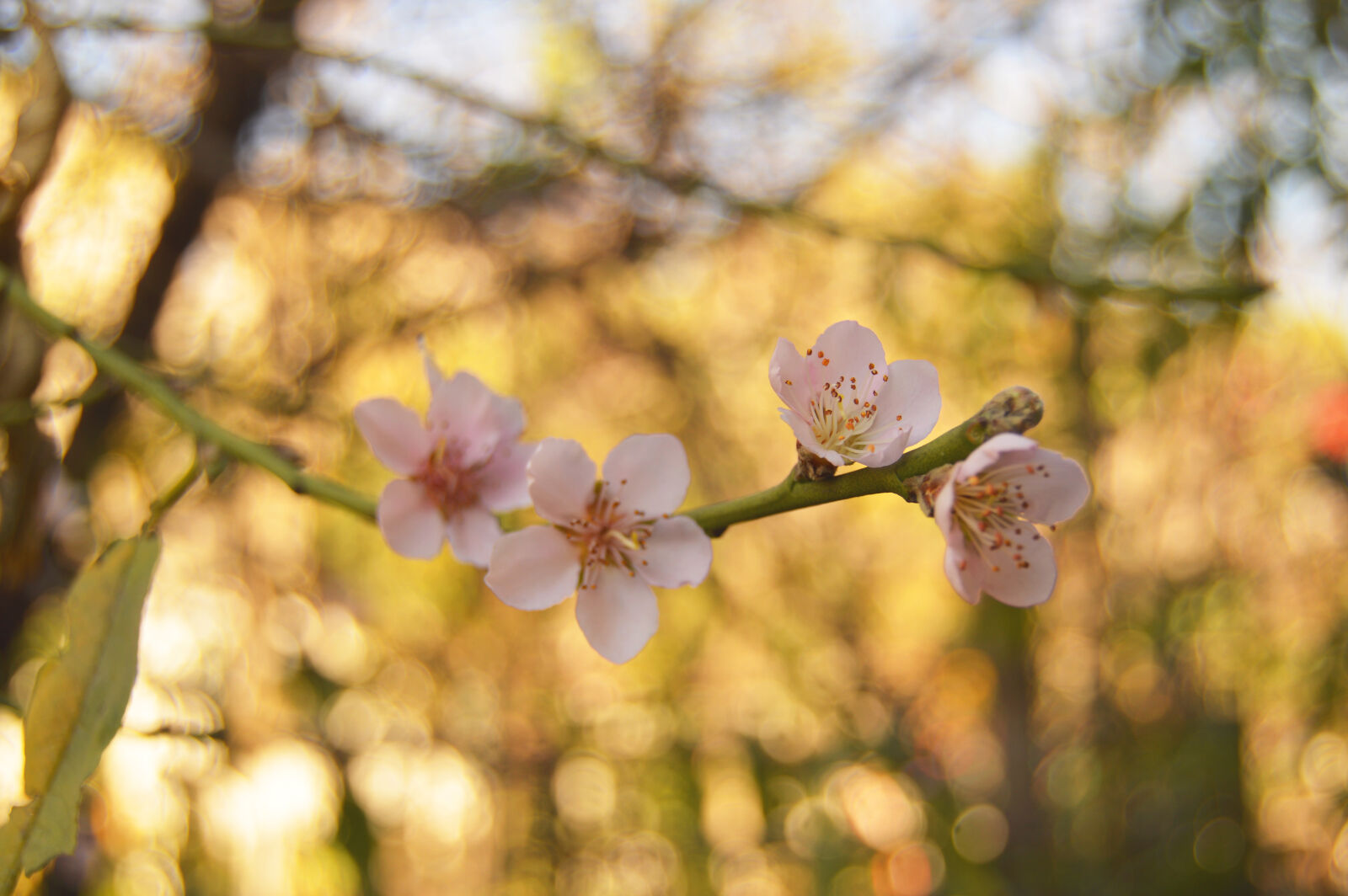 Nikon D3200 sample photo. Background, bloom, blooming, blossom photography