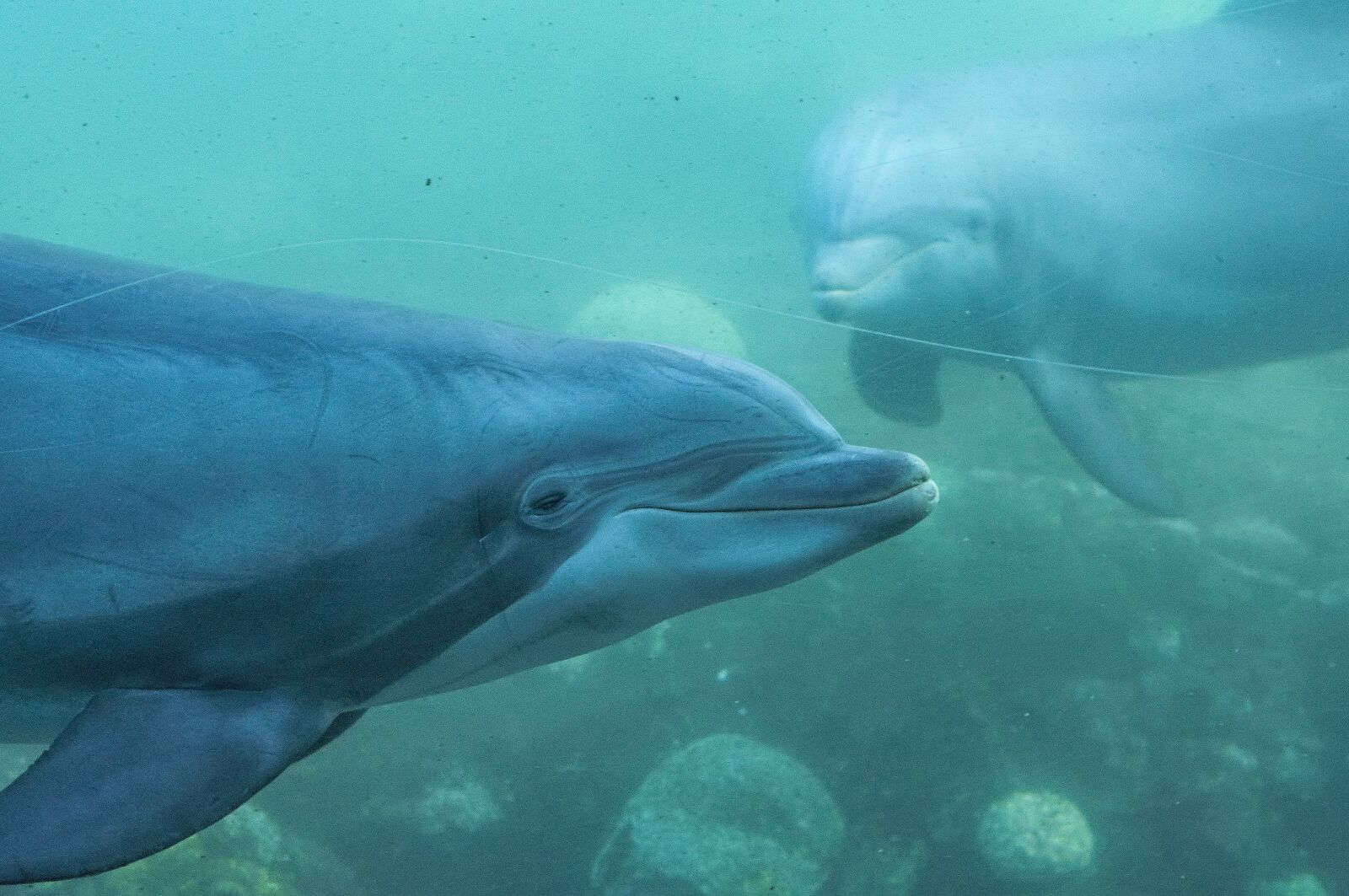 Nikon D90 sample photo. Dolphin, park, water photography