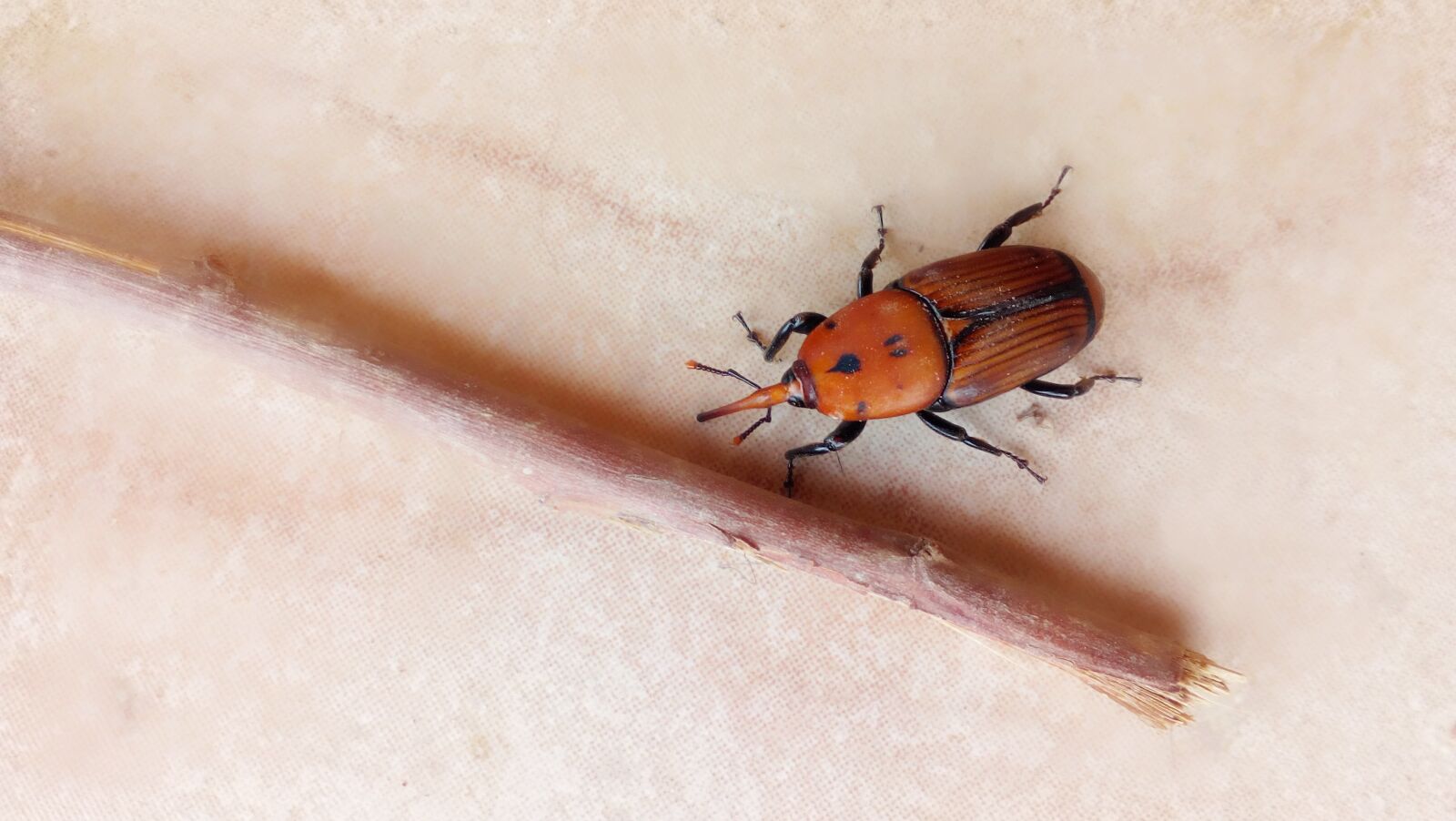 HUAWEI Y5II sample photo. Red palm weevil, beetle photography