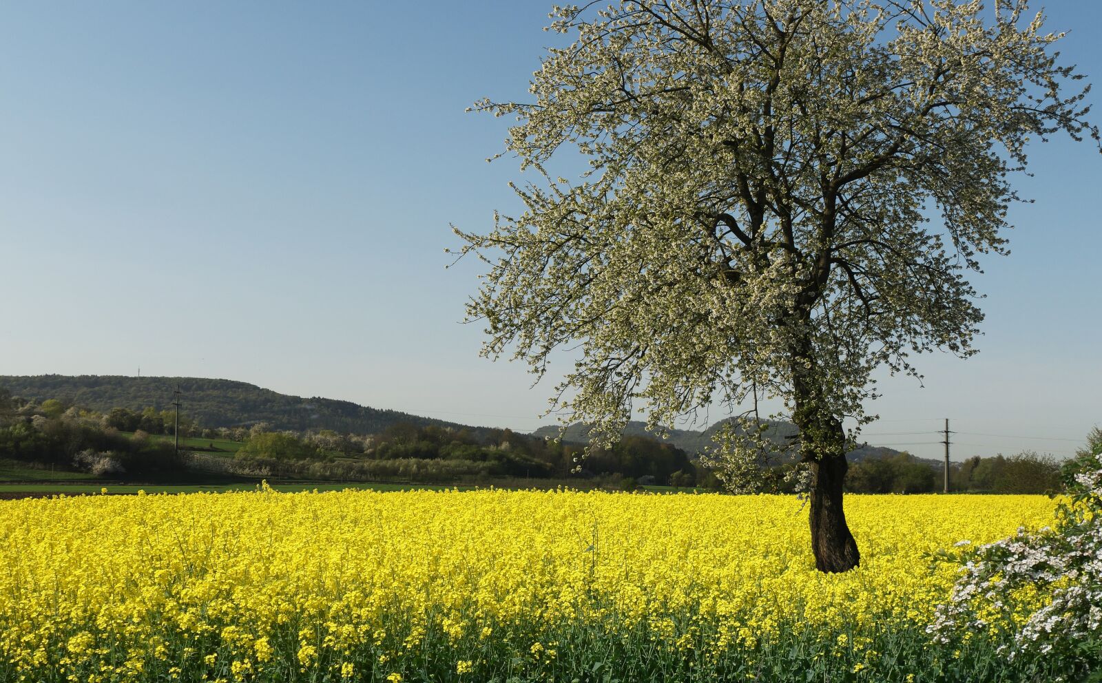 Panasonic Lumix DMC-FZ1000 sample photo. Oilseed rape, fruit tree photography