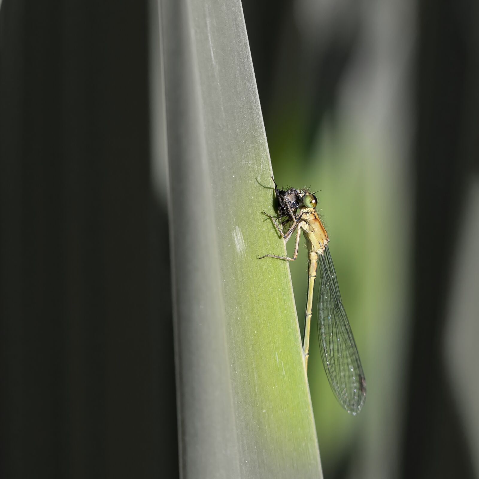 Canon EOS 6D Mark II sample photo. Insect, dragonfly, spring photography