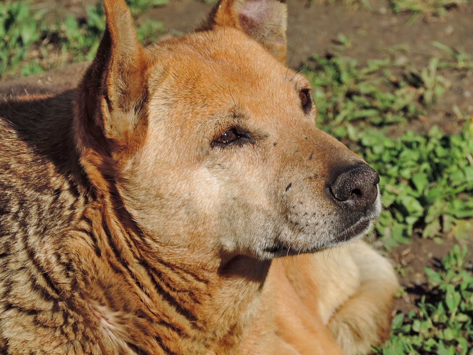 Nikon Coolpix P520 sample photo. Purebred, yellowish brown, dog photography